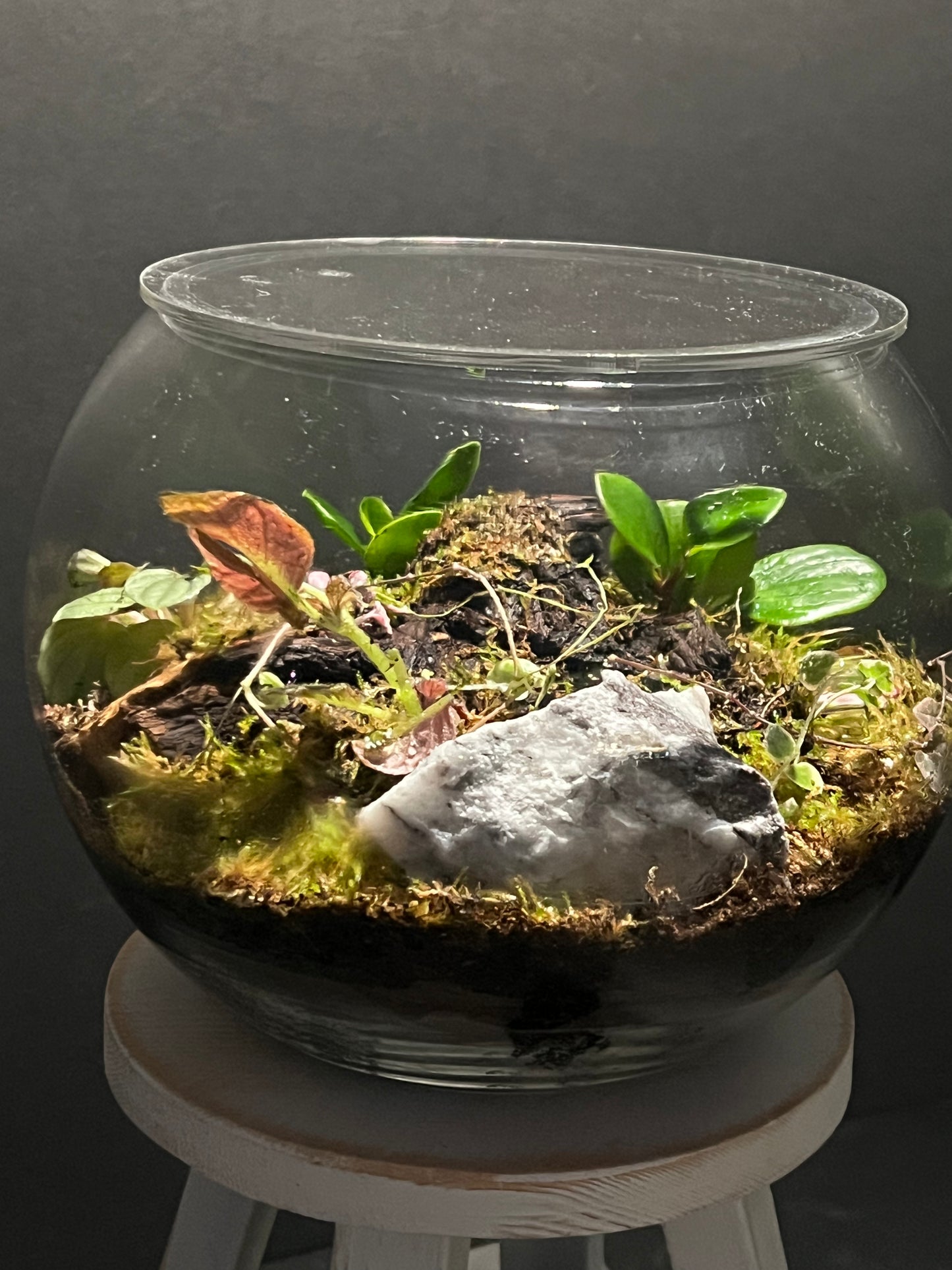 Terrarium 292