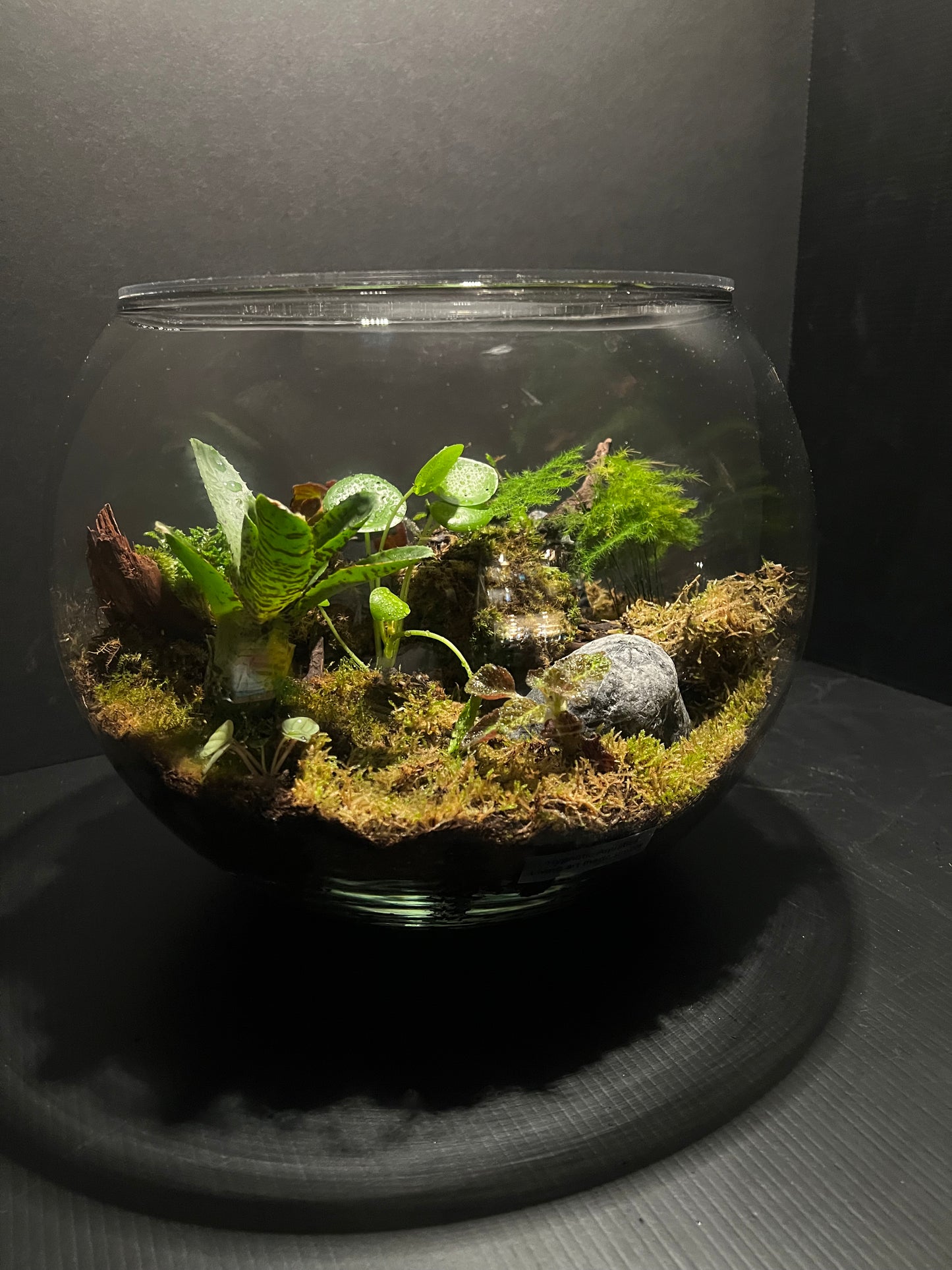 Terrarium 293
