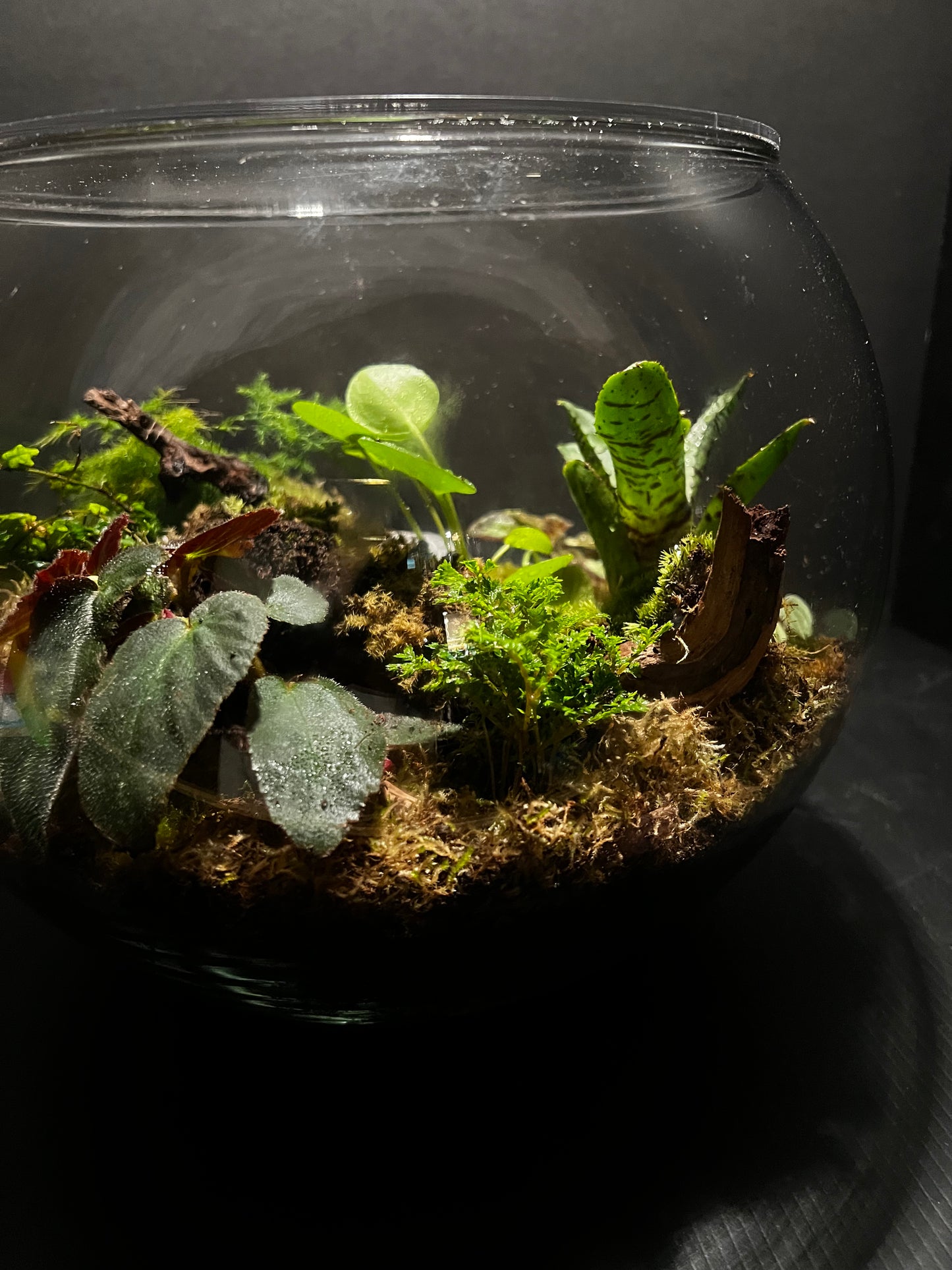 Terrarium 293