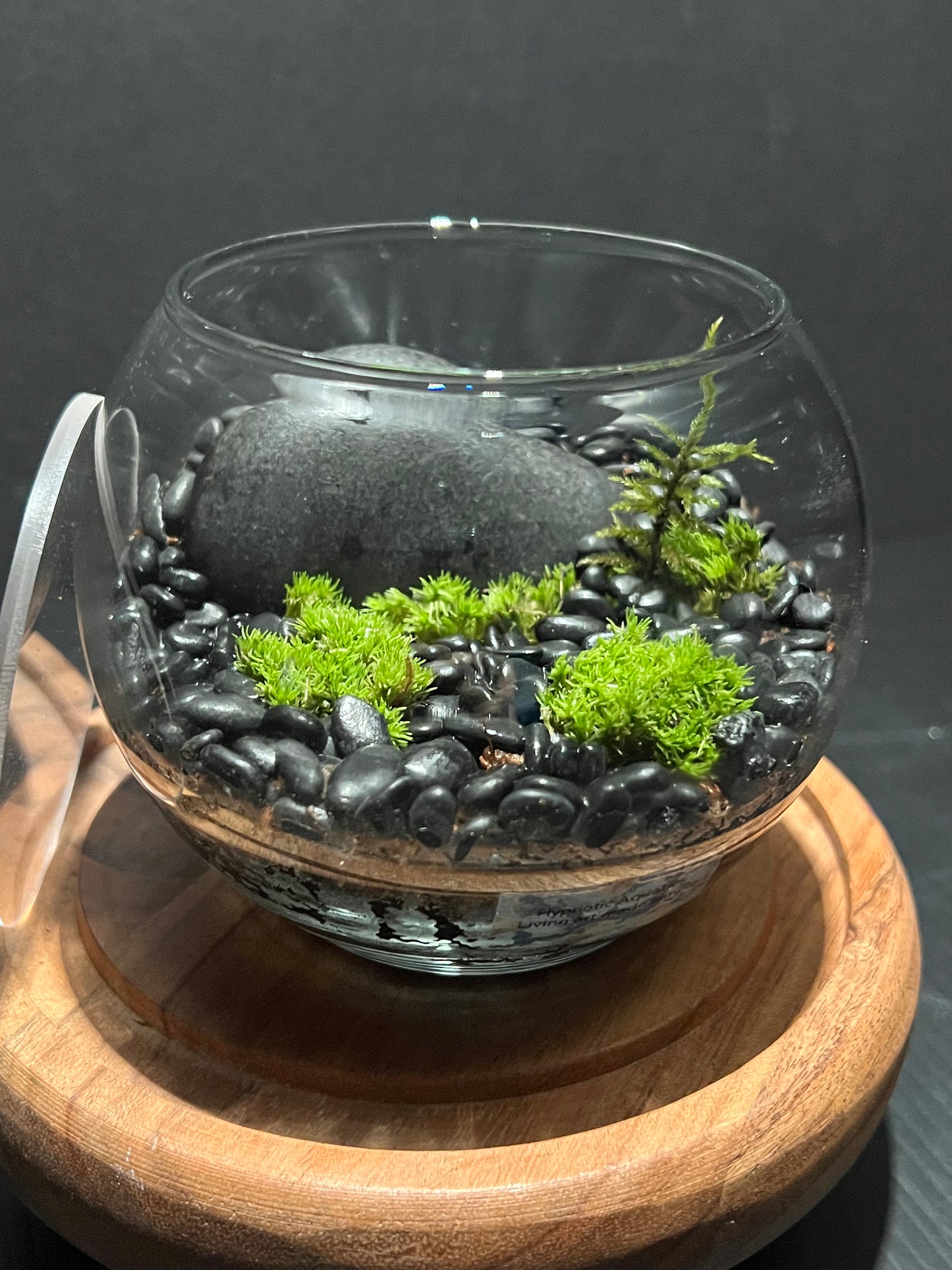 Terrarium 291