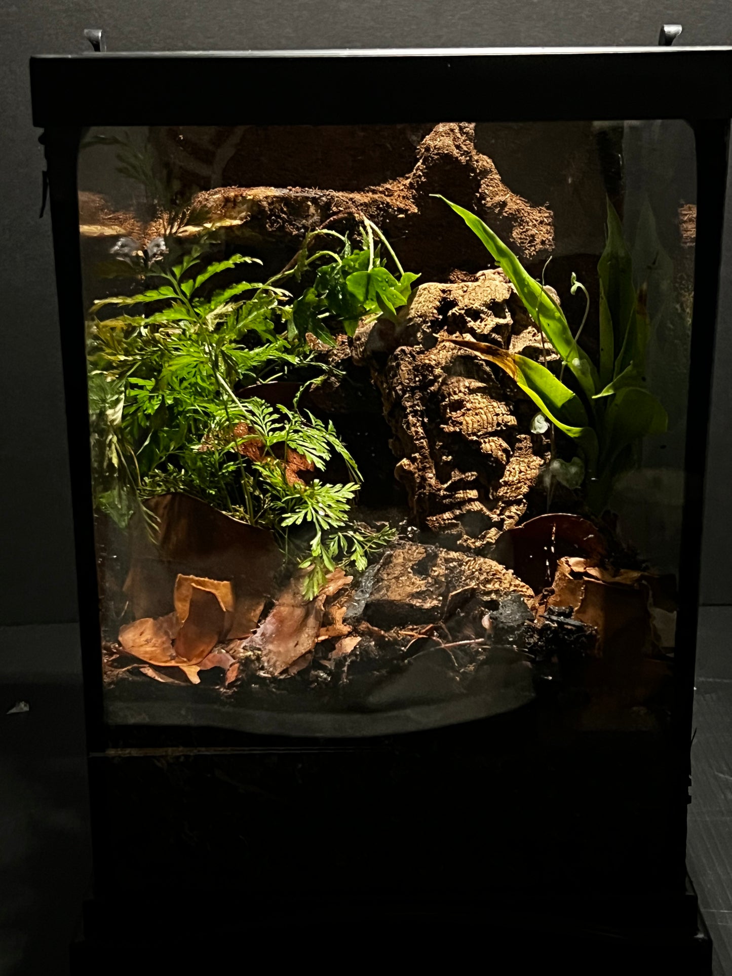 Terrarium 294 Habitat