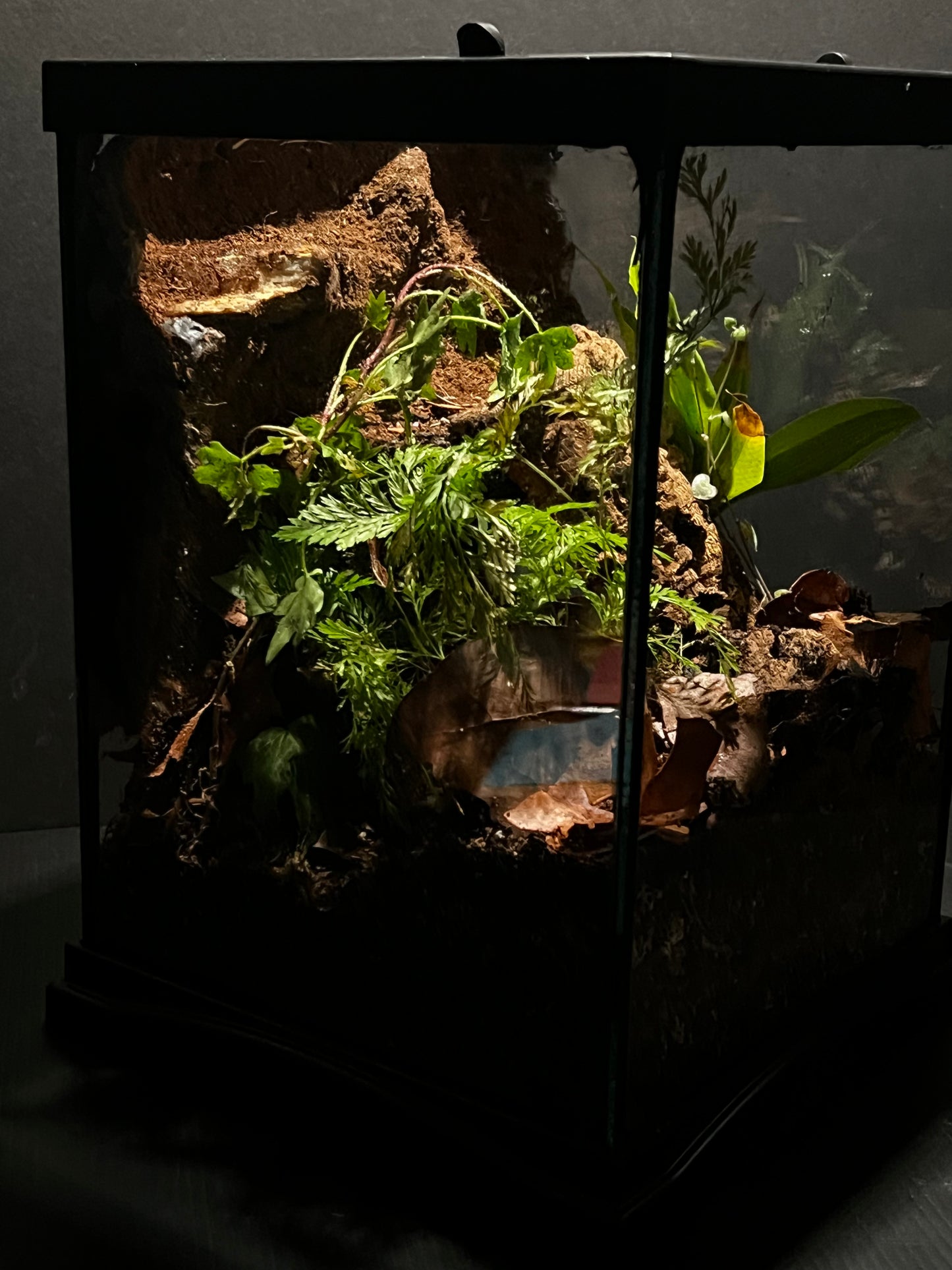 Terrarium 294 Habitat