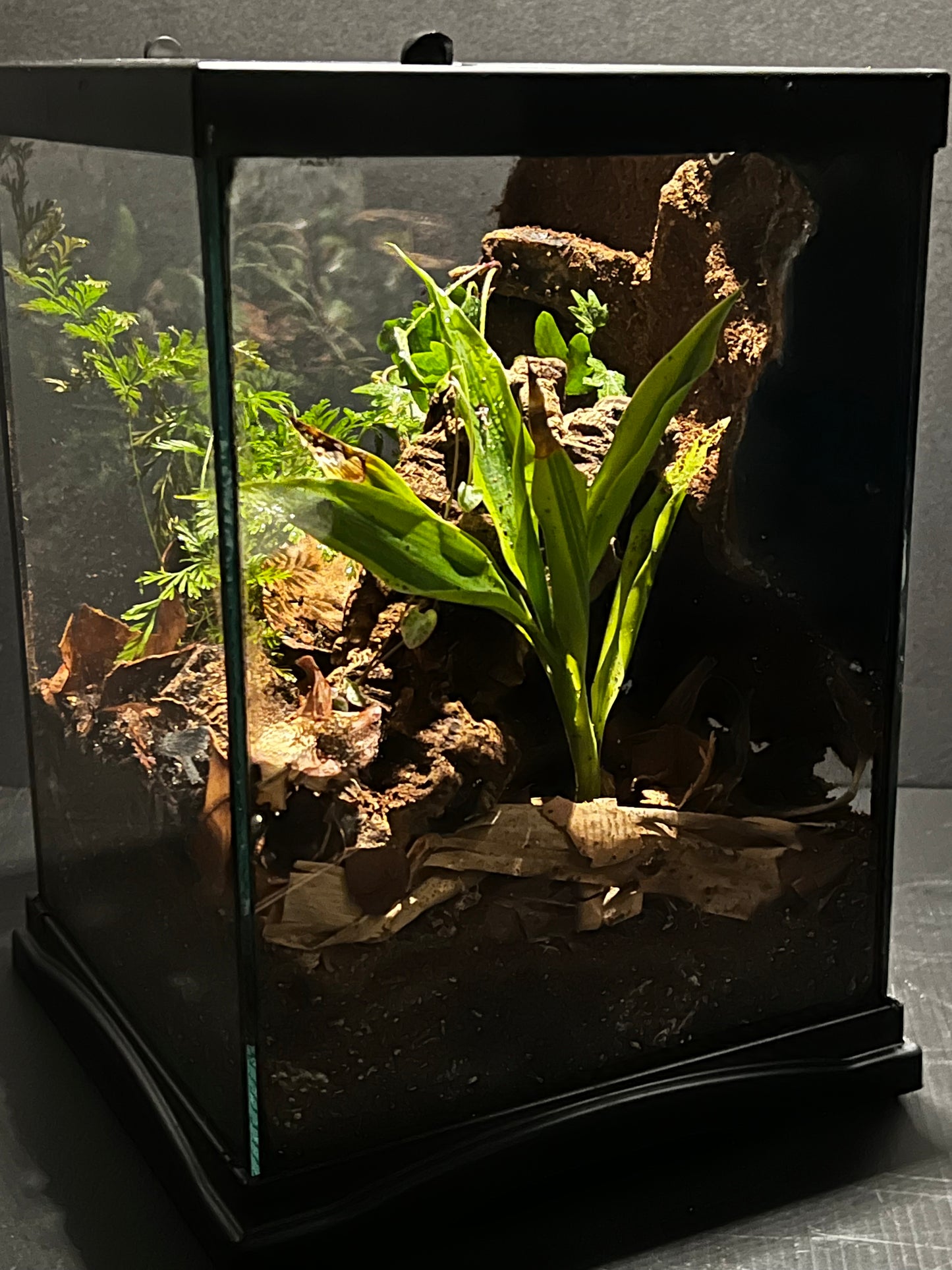 Terrarium 294 Habitat