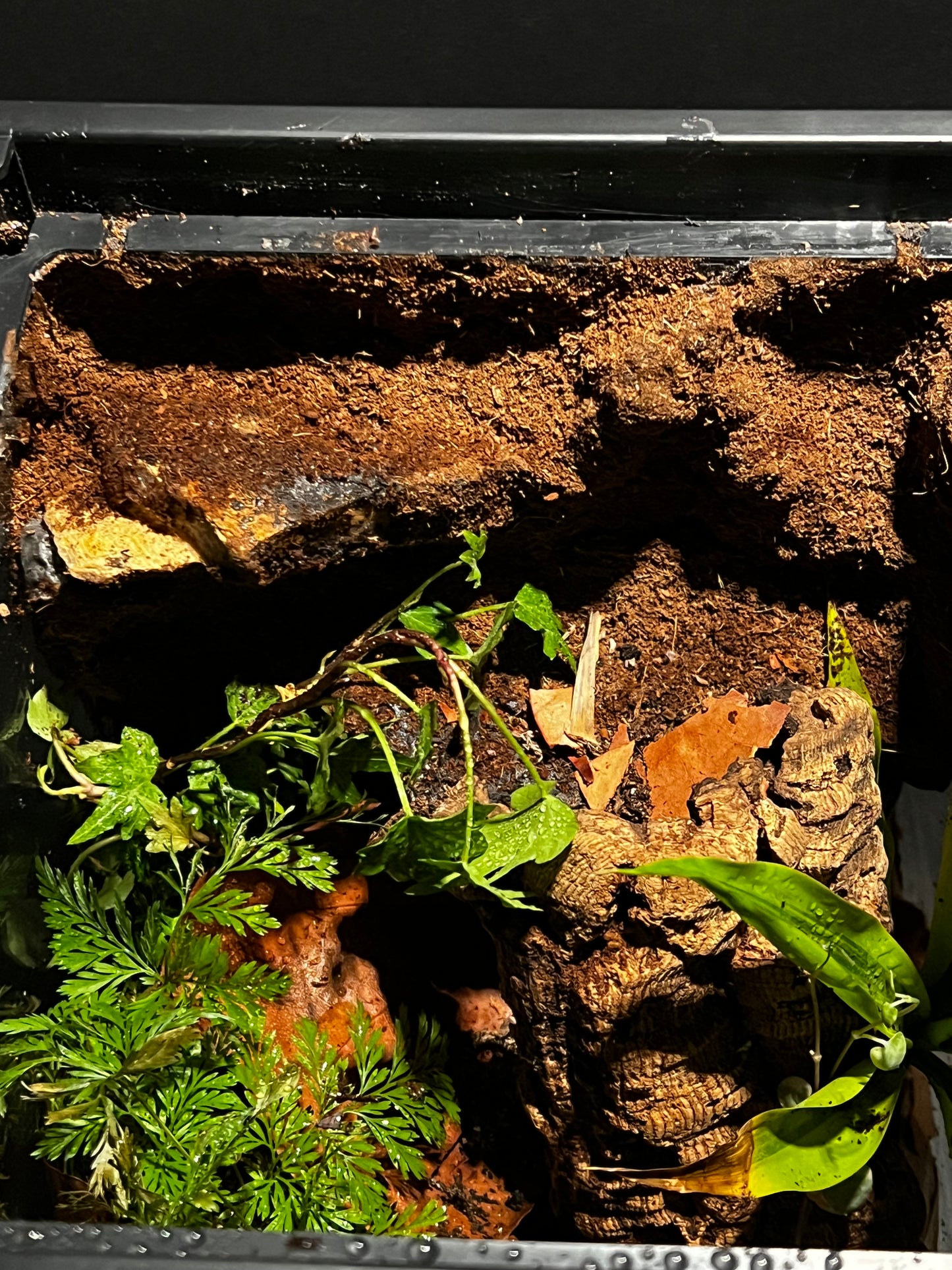 Terrarium 294 Habitat
