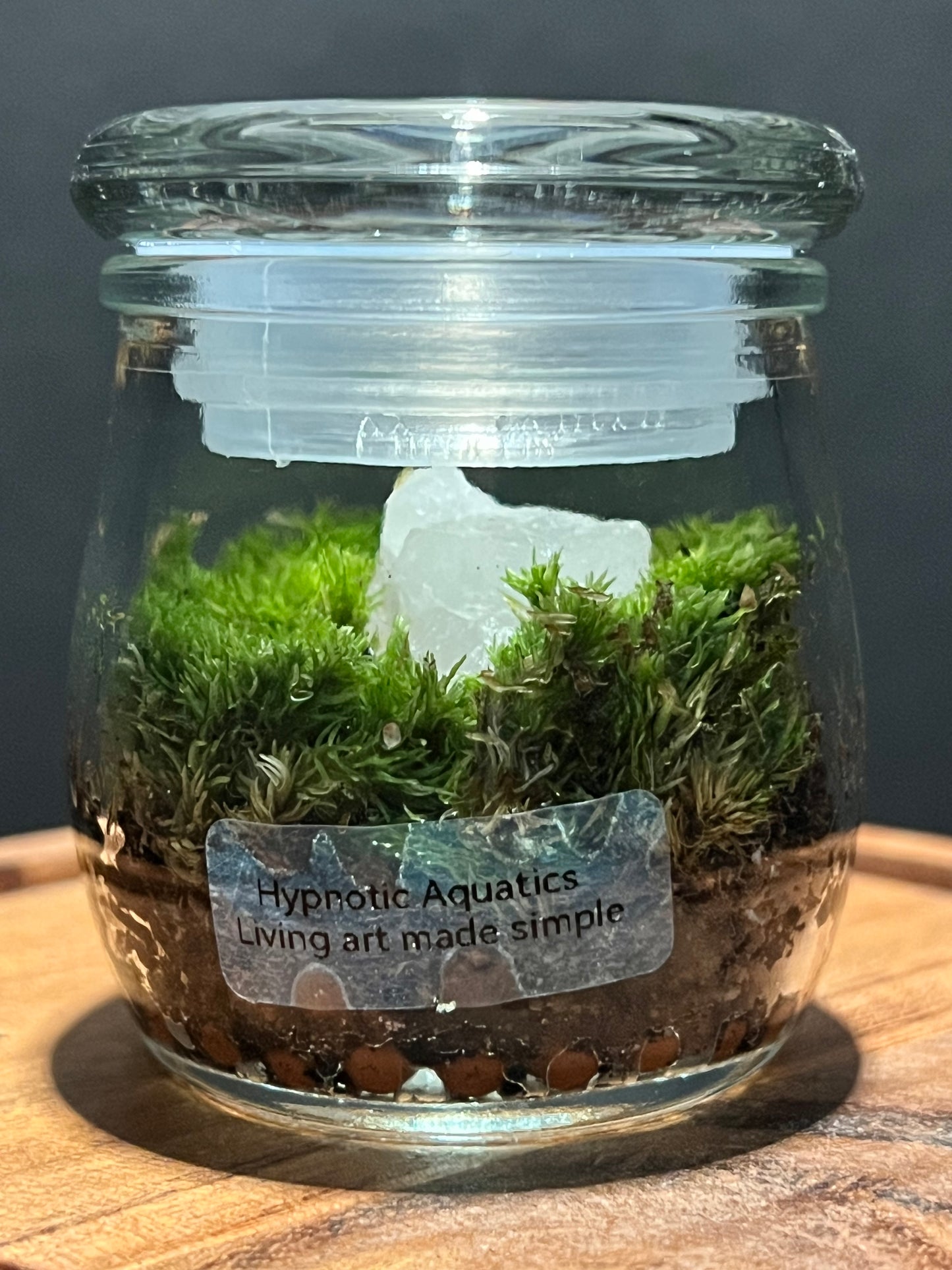 Terrarium 298