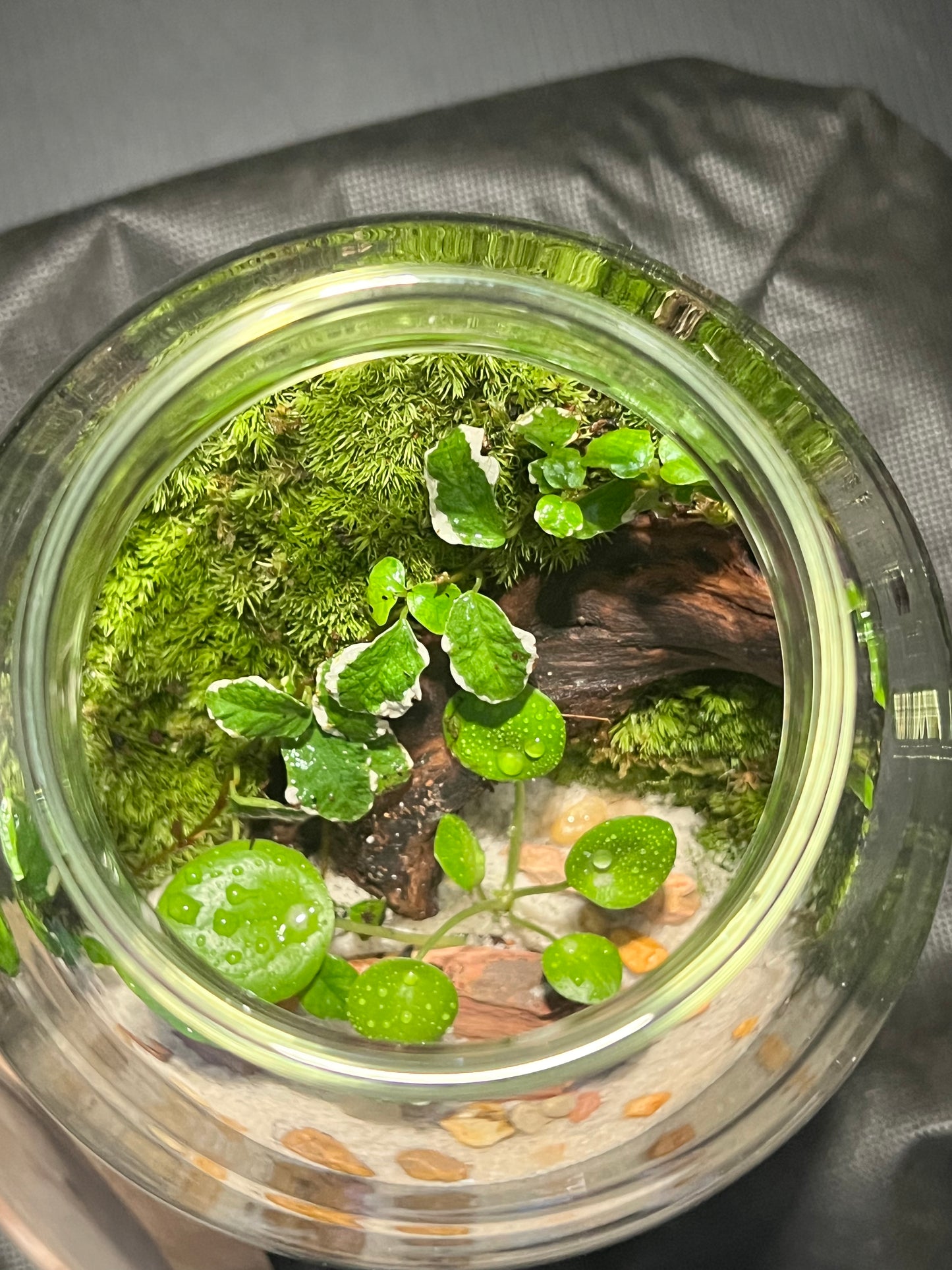 Terrarium 301