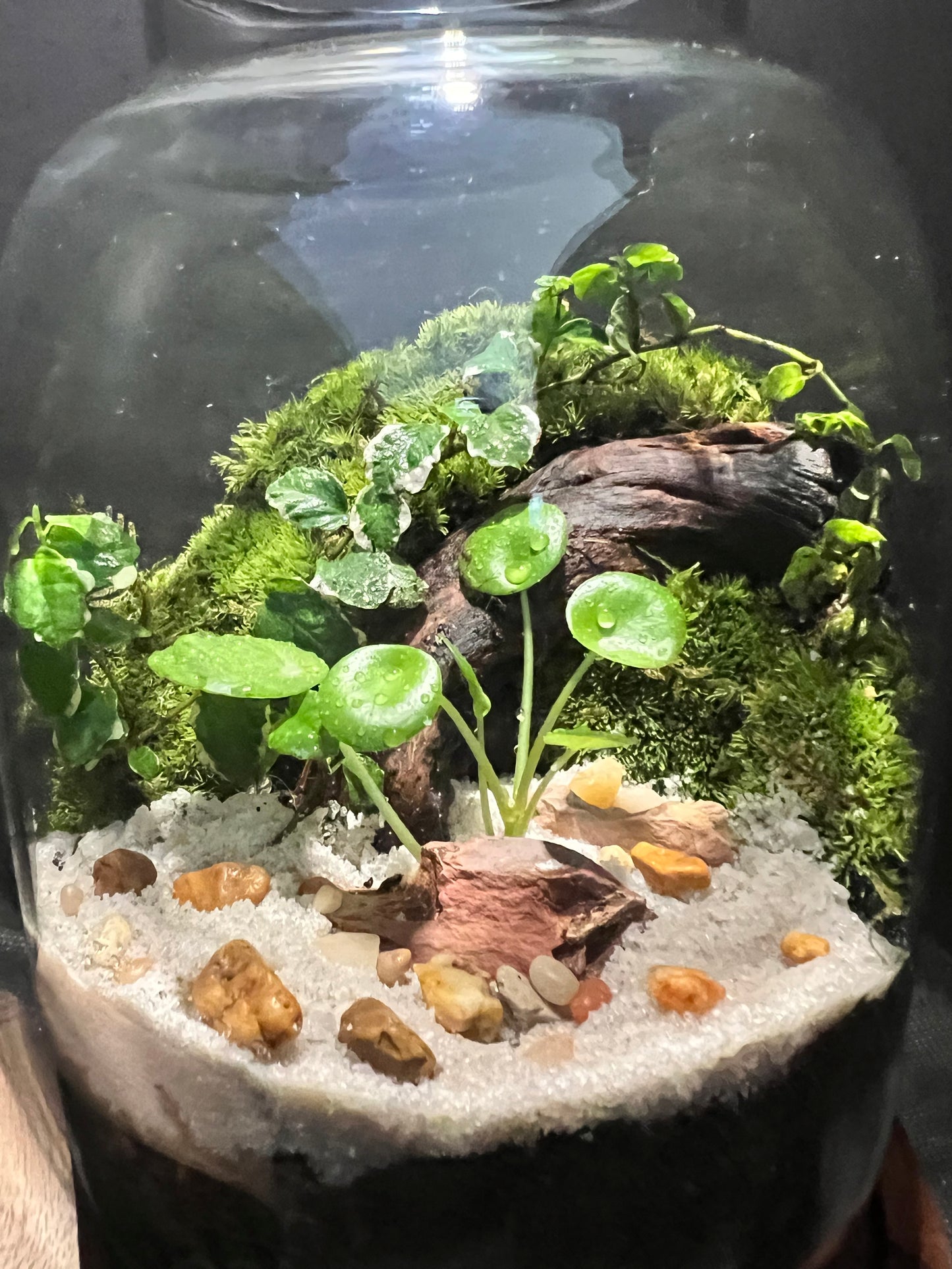 Terrarium 301