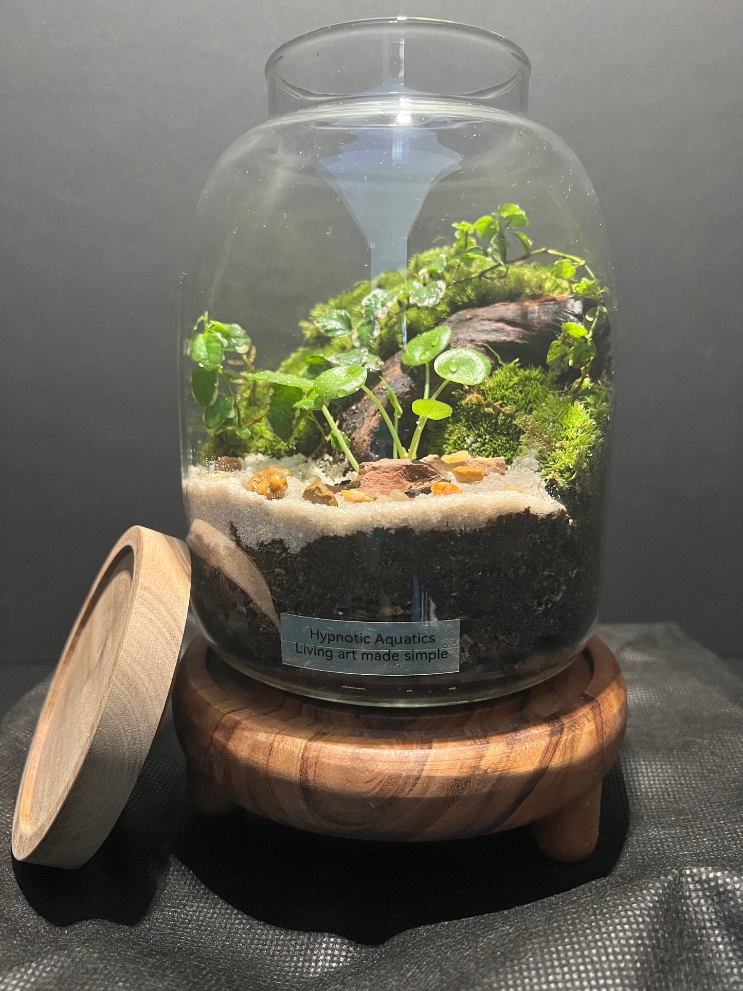 Terrarium 301