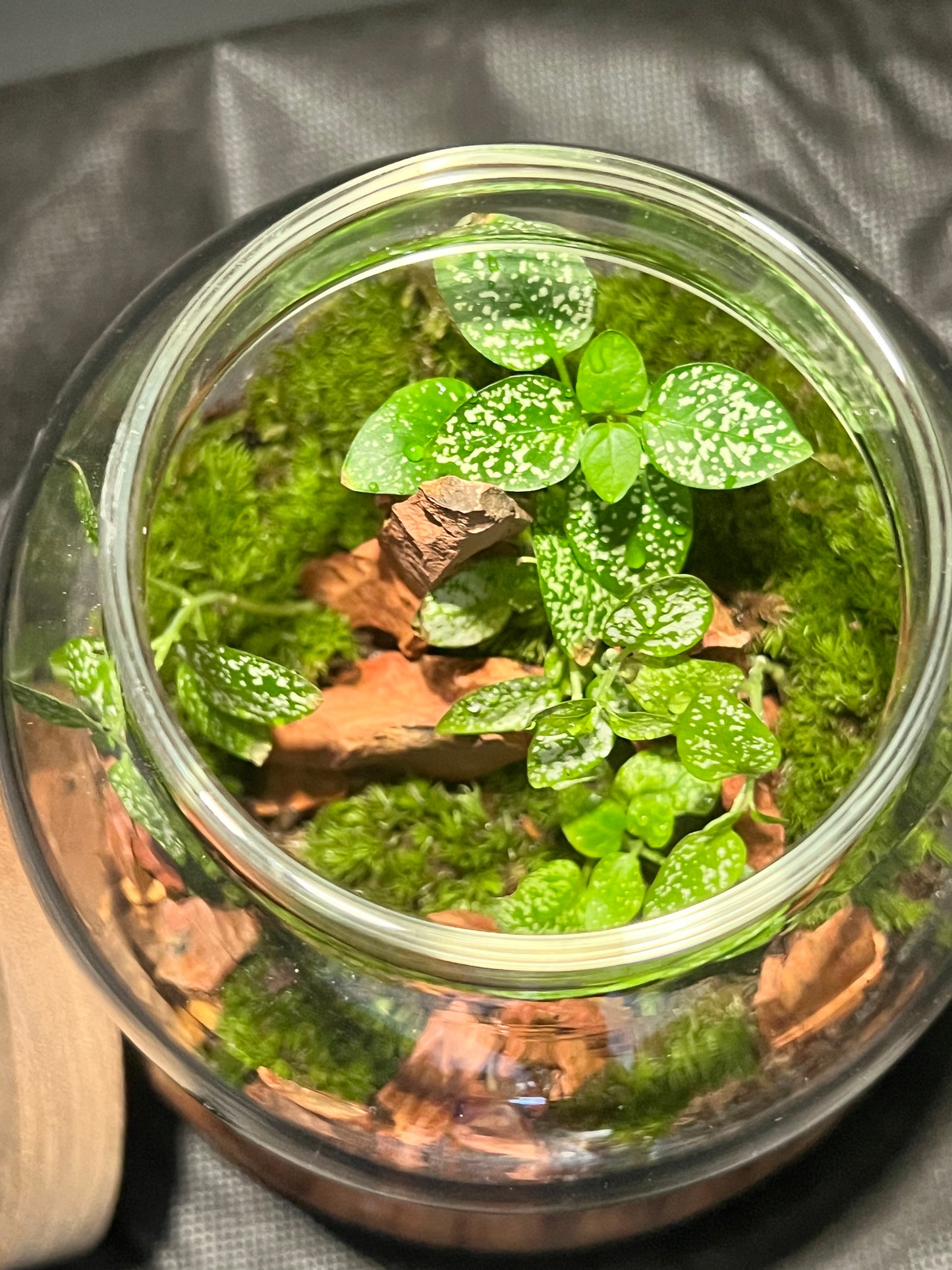 Terrarium 302