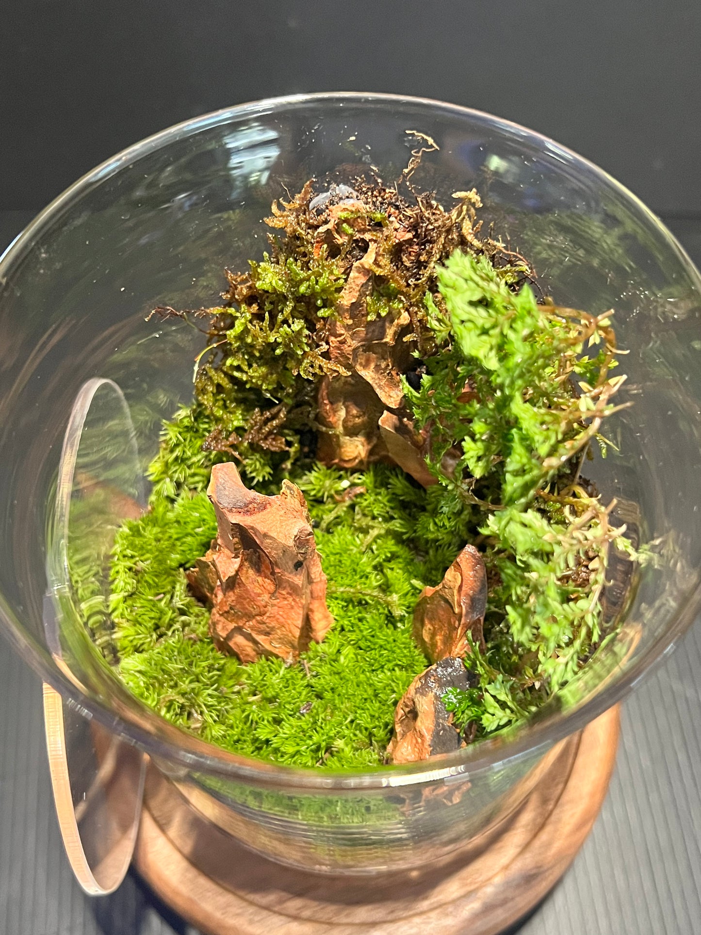 Terrarium 309