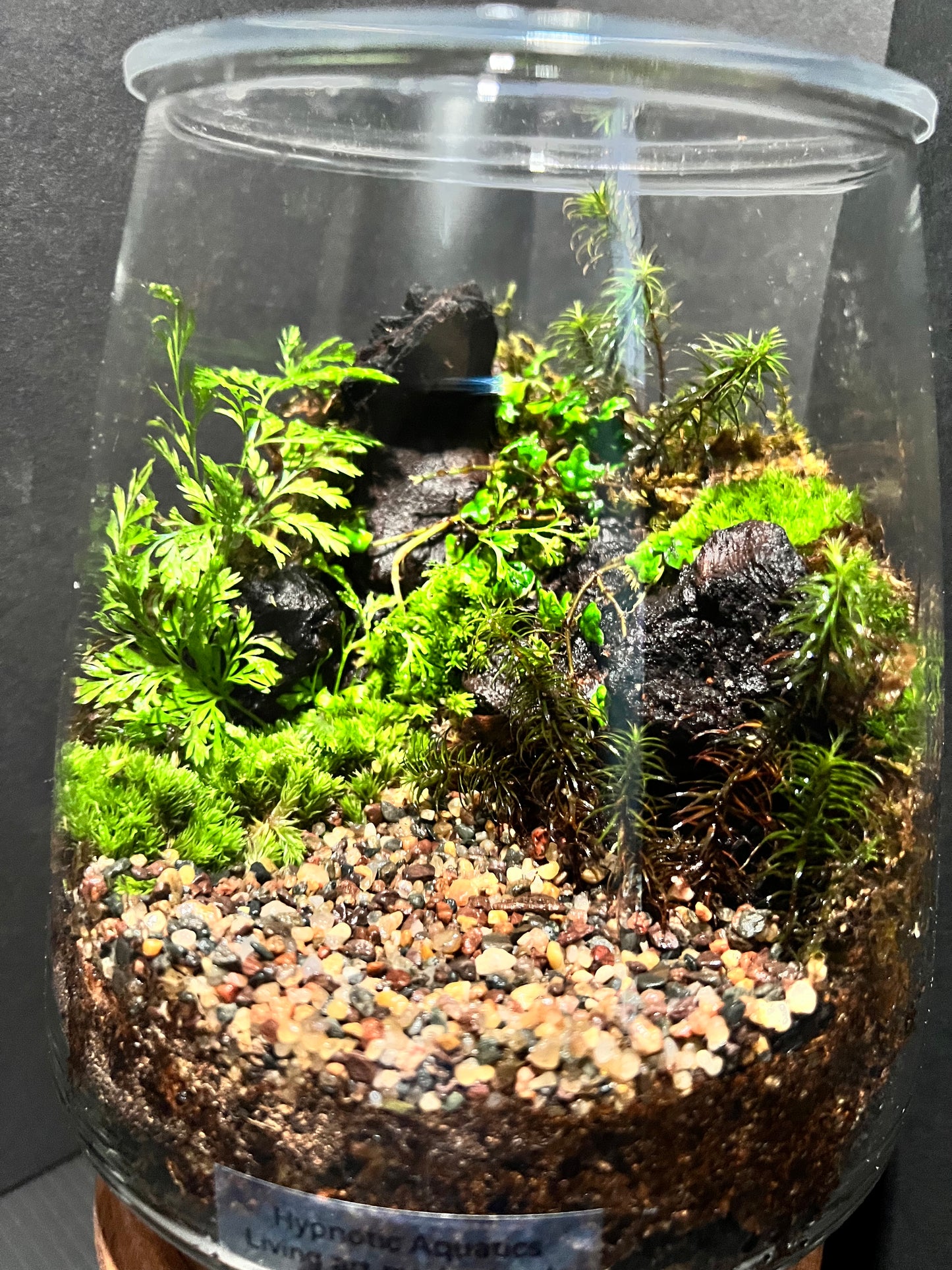 Terrarium 310