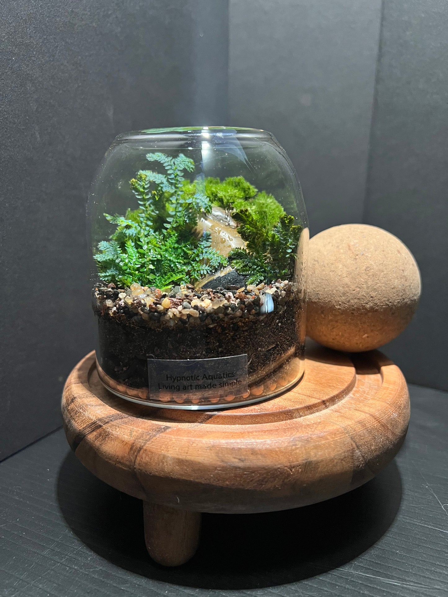 Terrarium 311