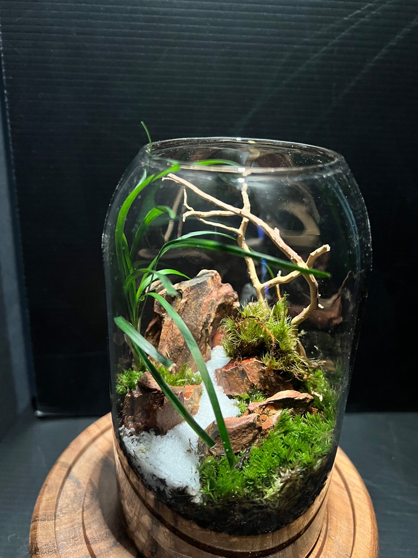 Terrarium 312