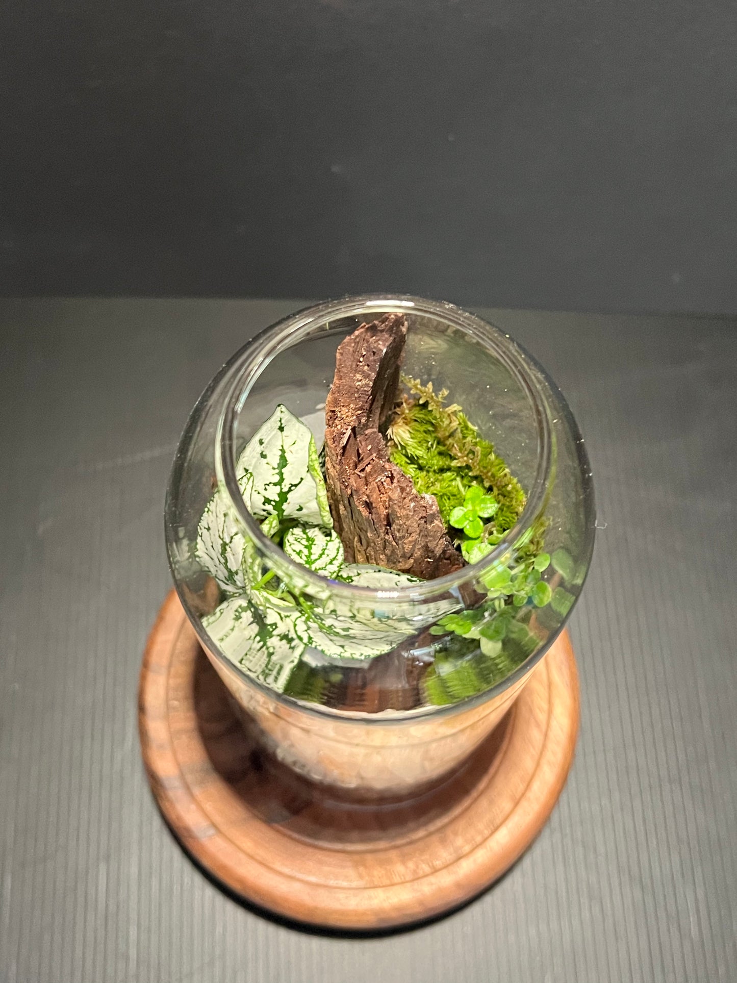 Terrarium 313