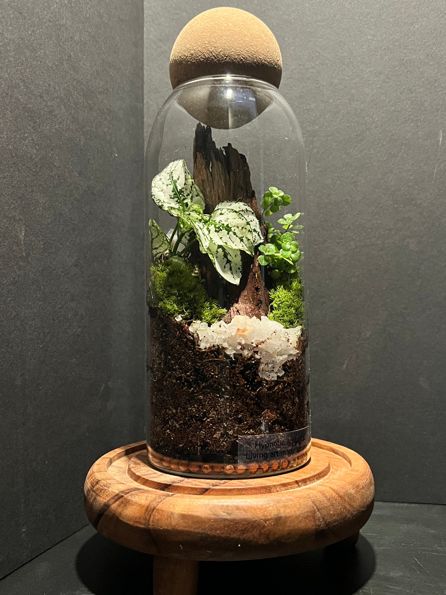 Terrarium 313