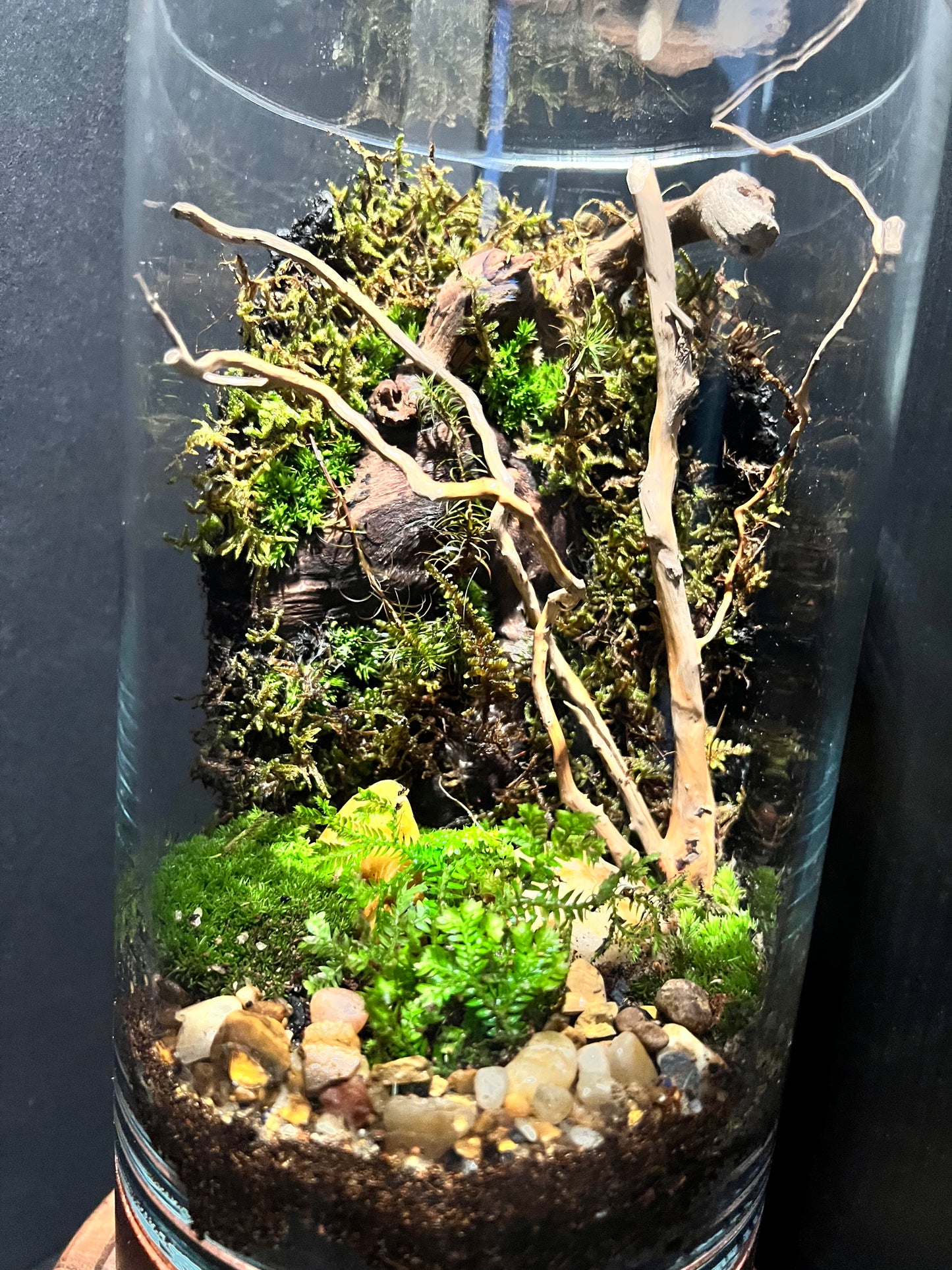 Terrarium 314
