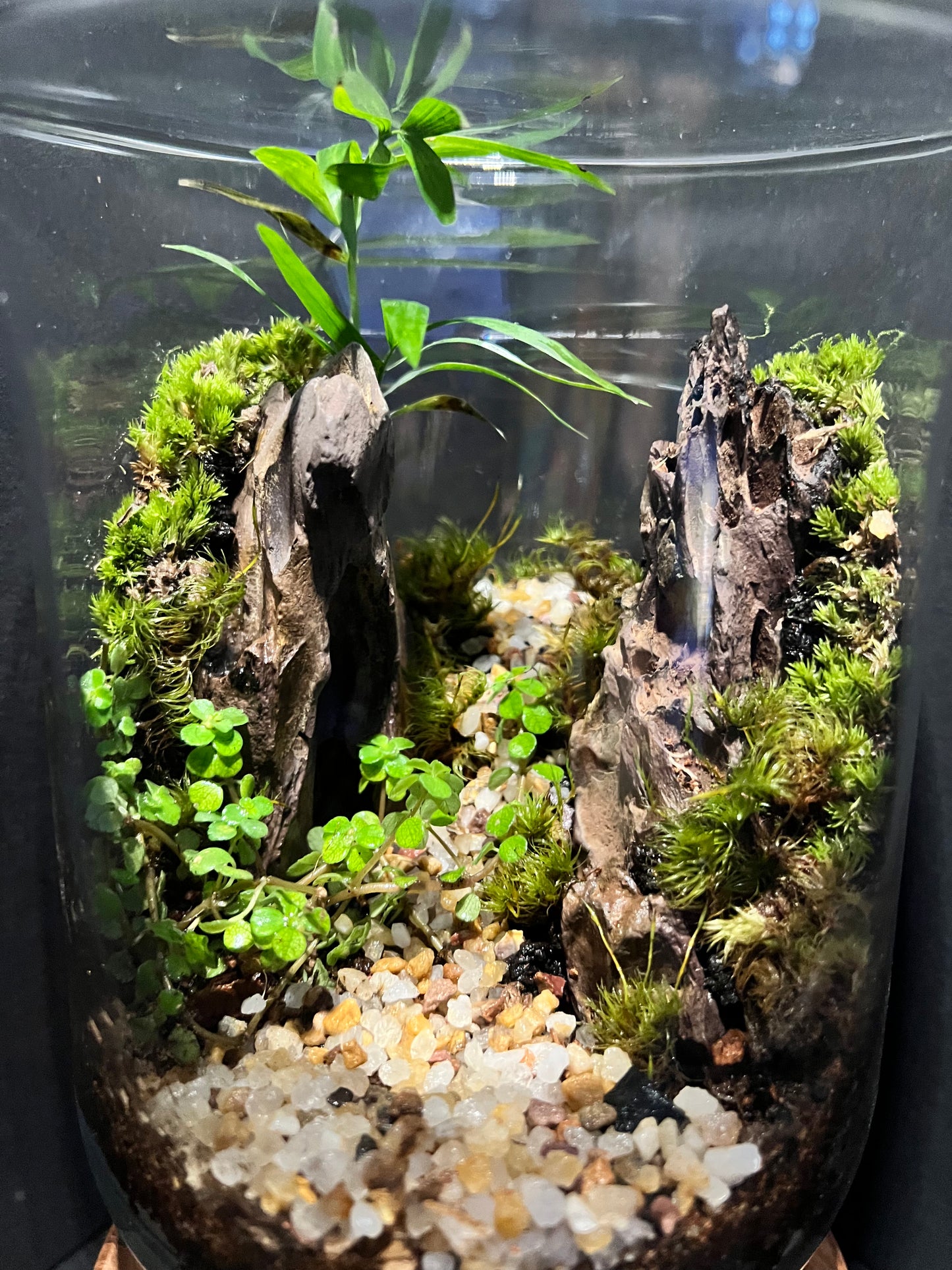 Terrarium 315