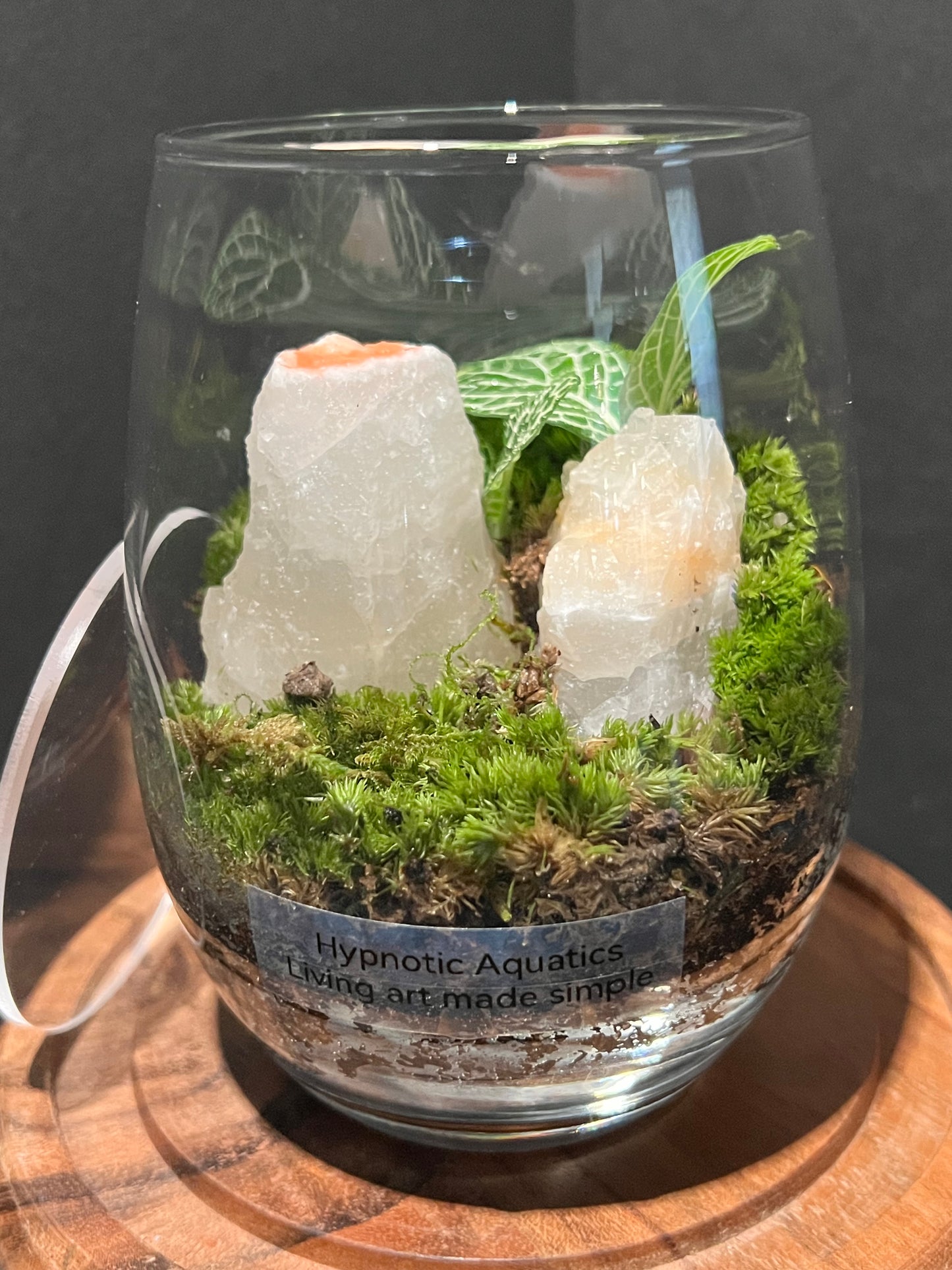 Terrarium 316