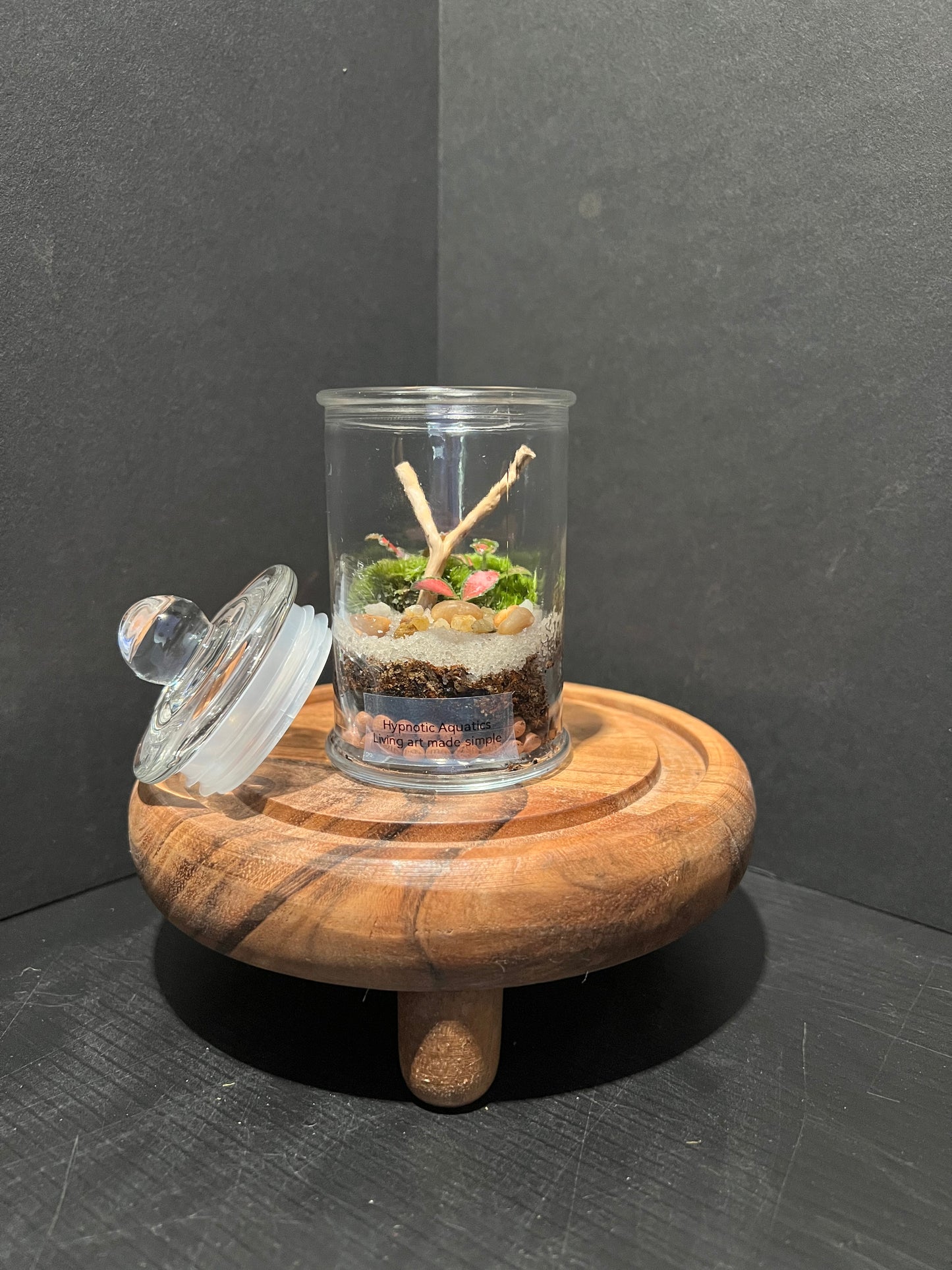 Terrarium 319
