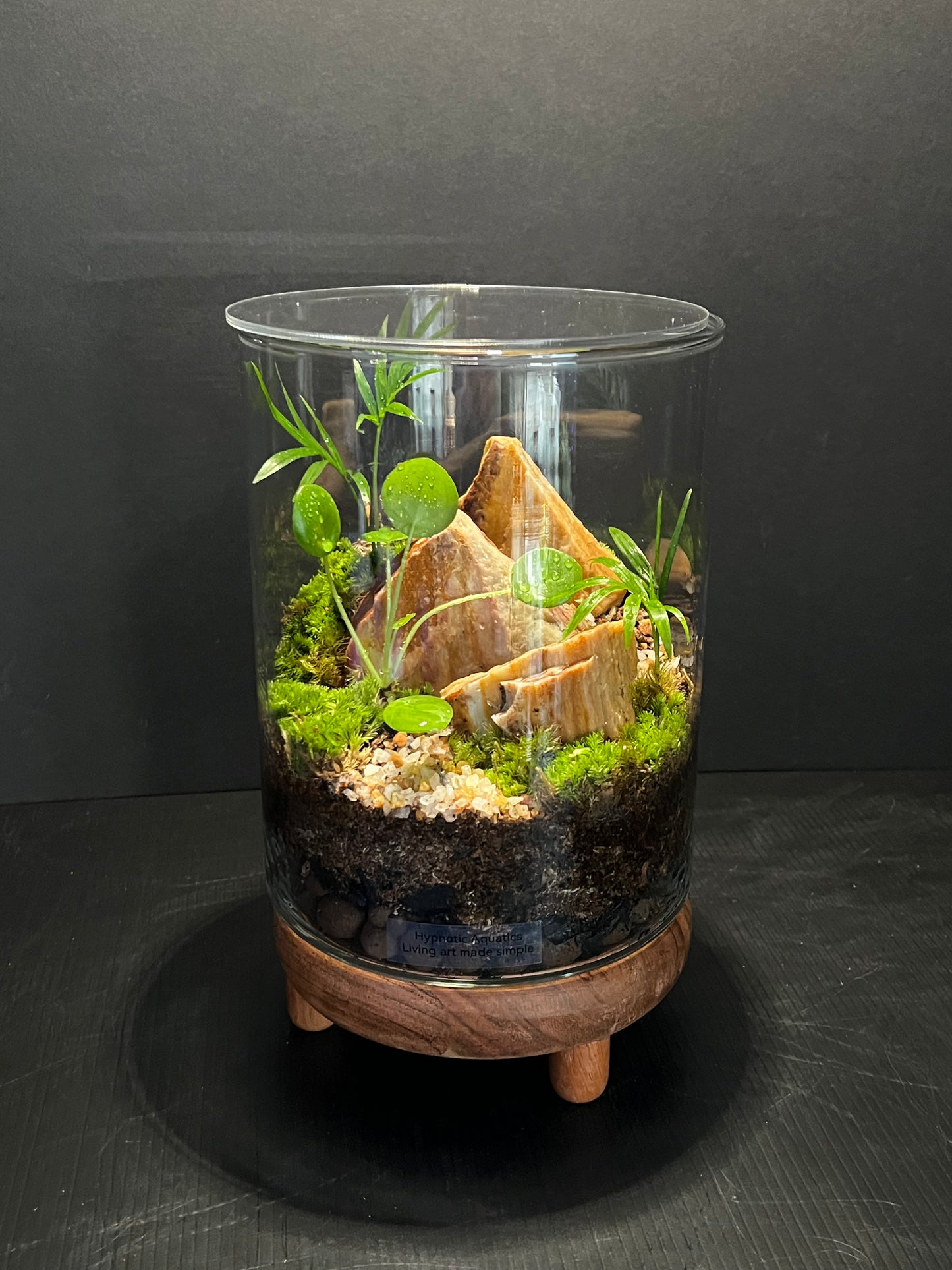 Terrarium 322