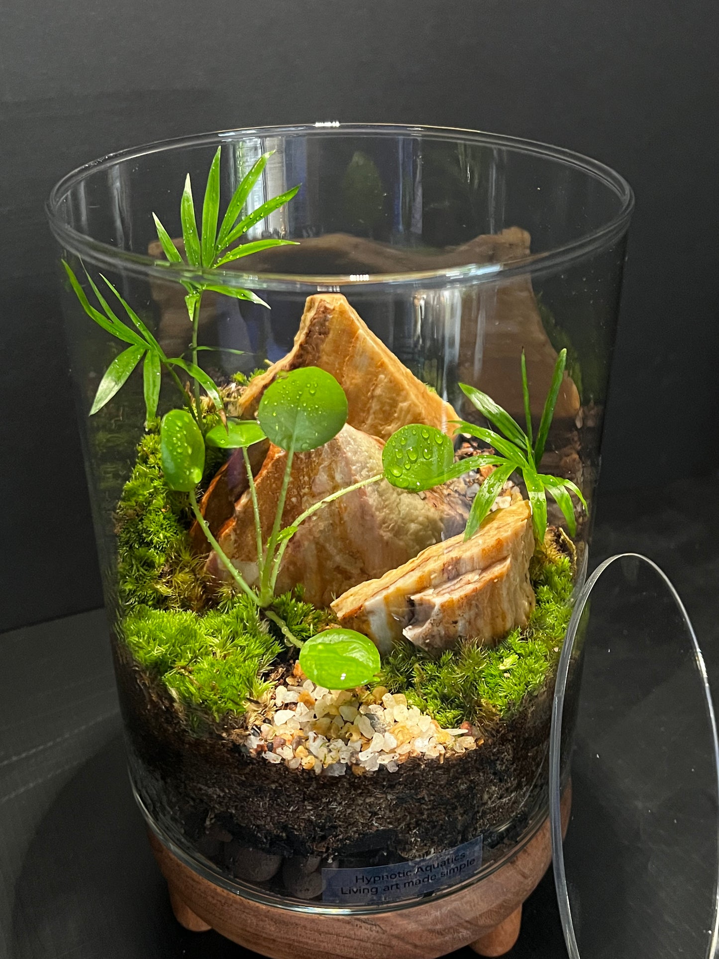 Terrarium 322