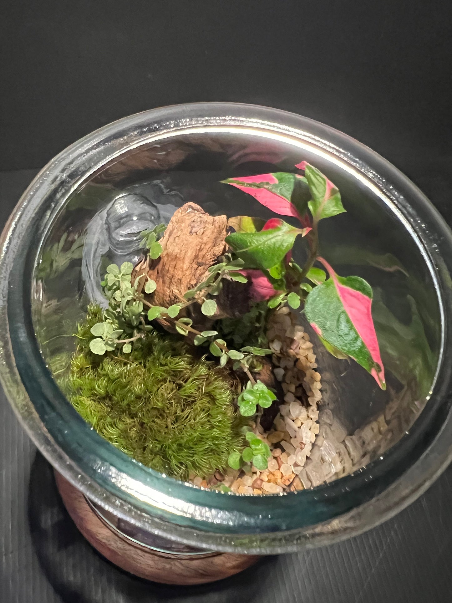 Terrarium 326