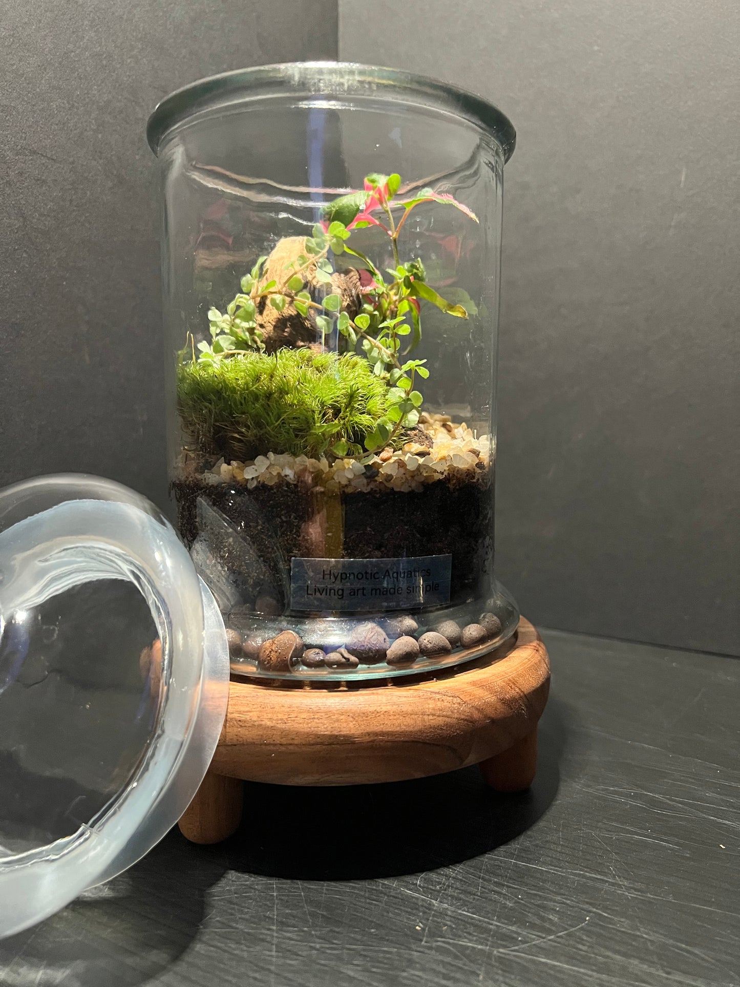 Terrarium 326
