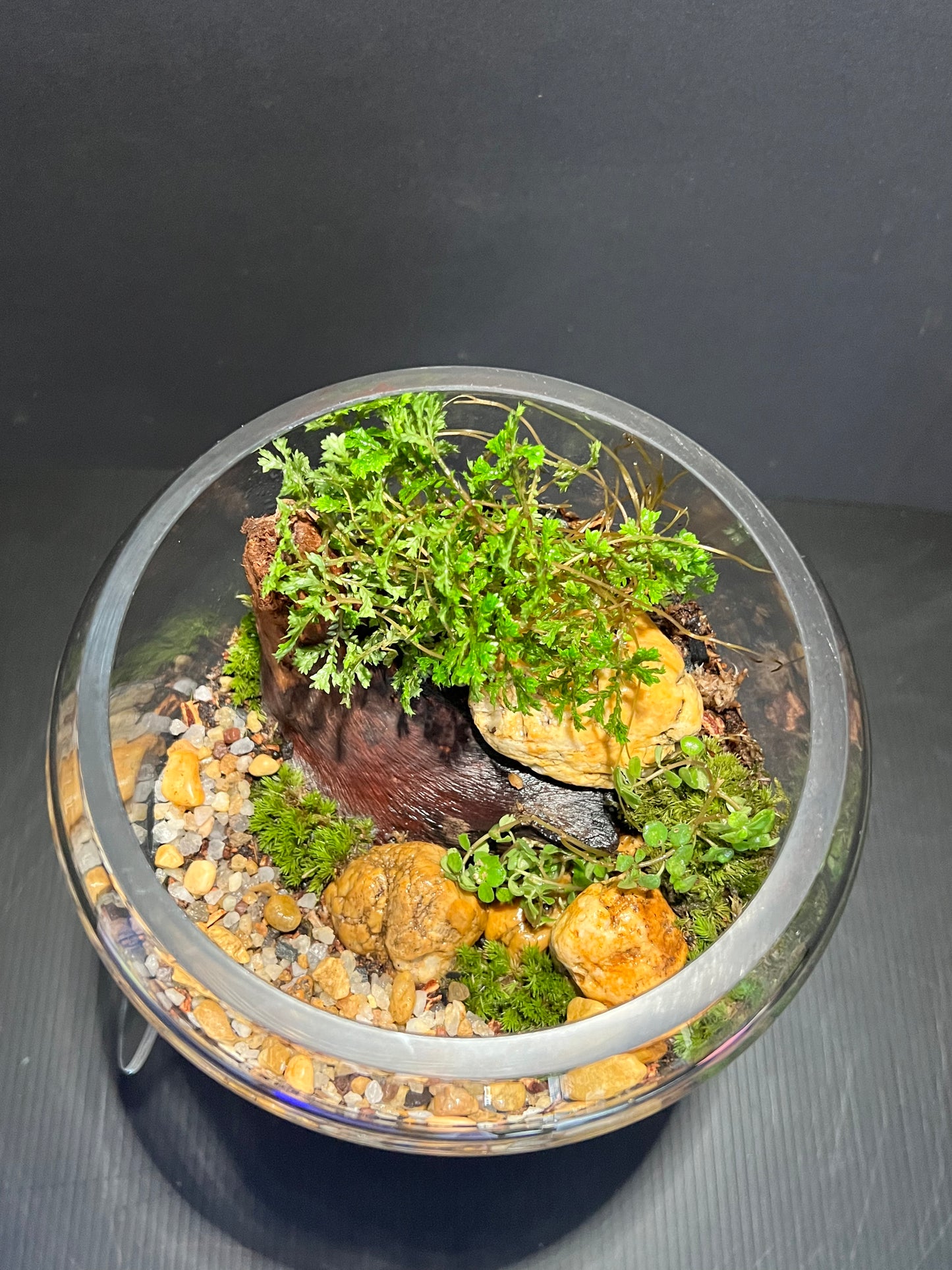 Terrarium 327