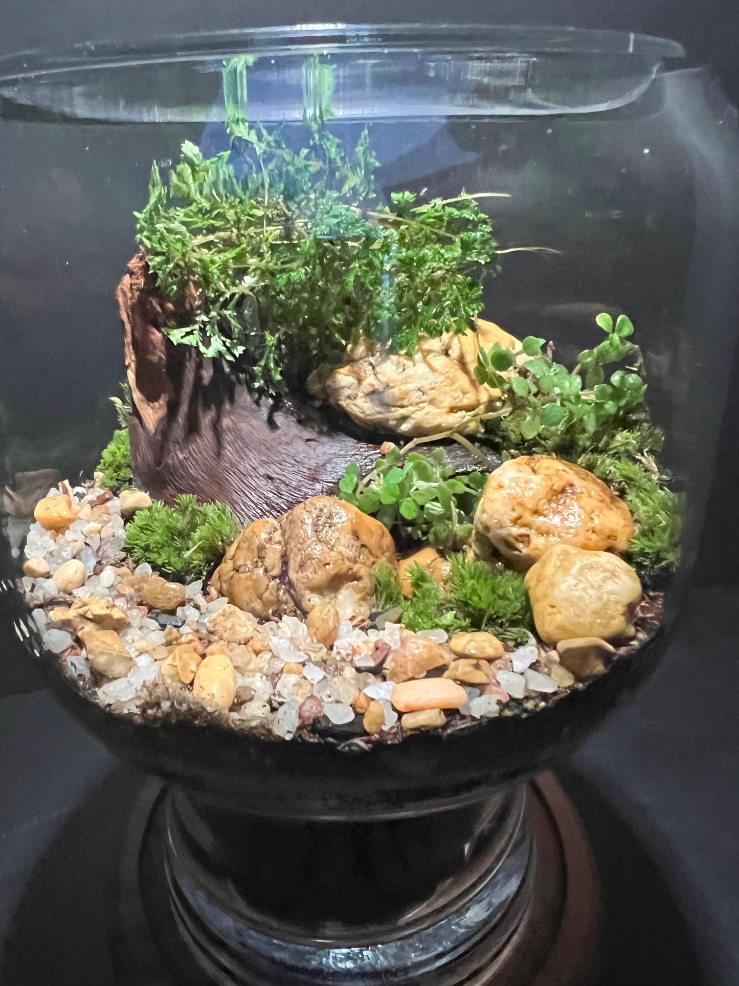 Terrarium 327