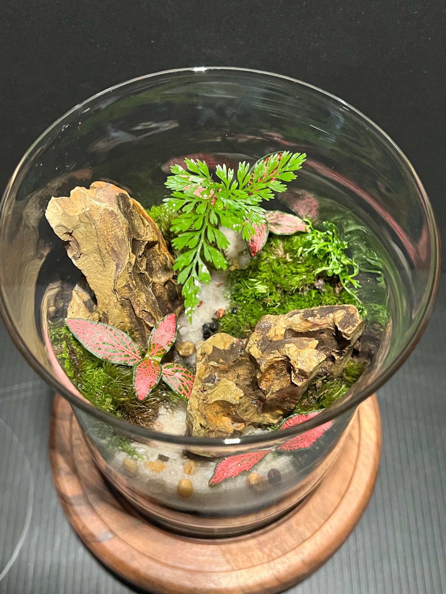 Terrarium 329