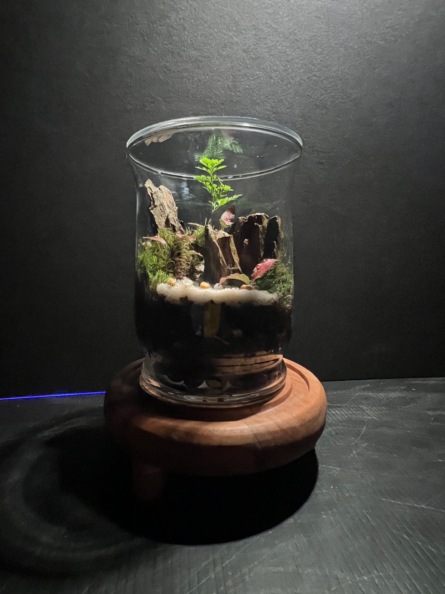 Terrarium 329