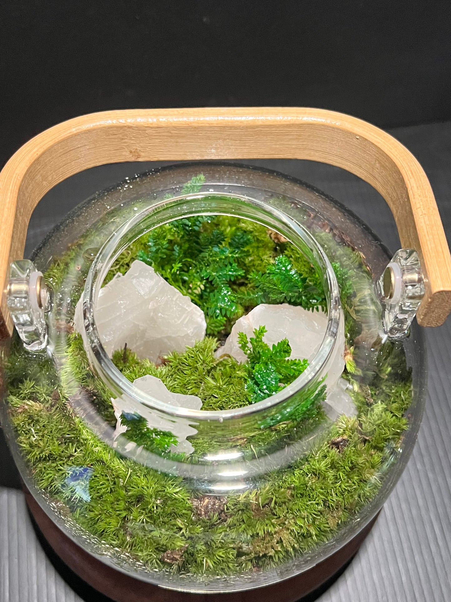 Terrarium 332