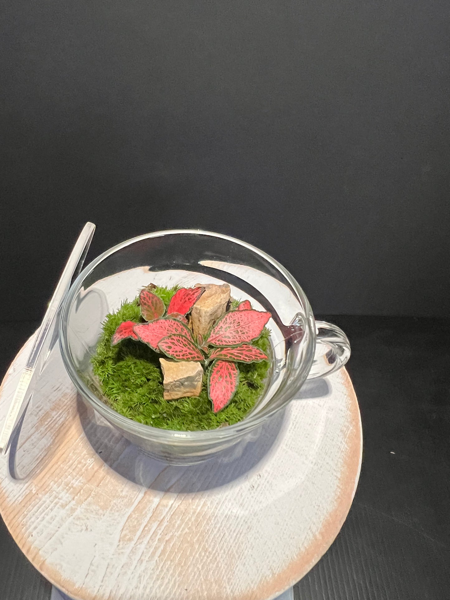 Terrarium 334