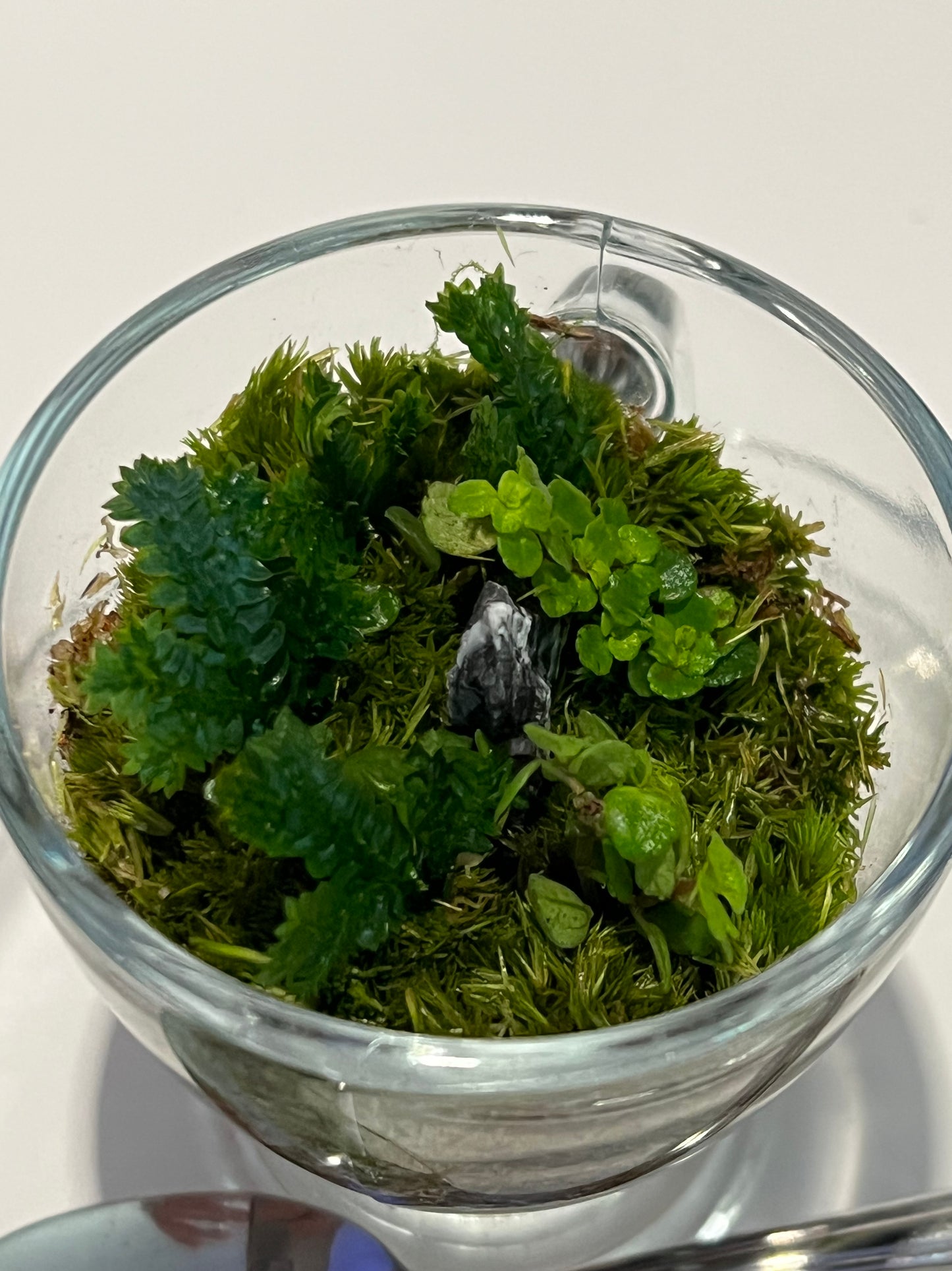 Terrarium # 336 Tea Set
