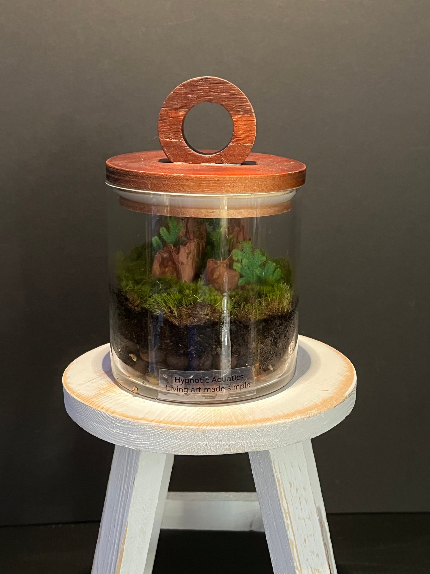Terrarium 337