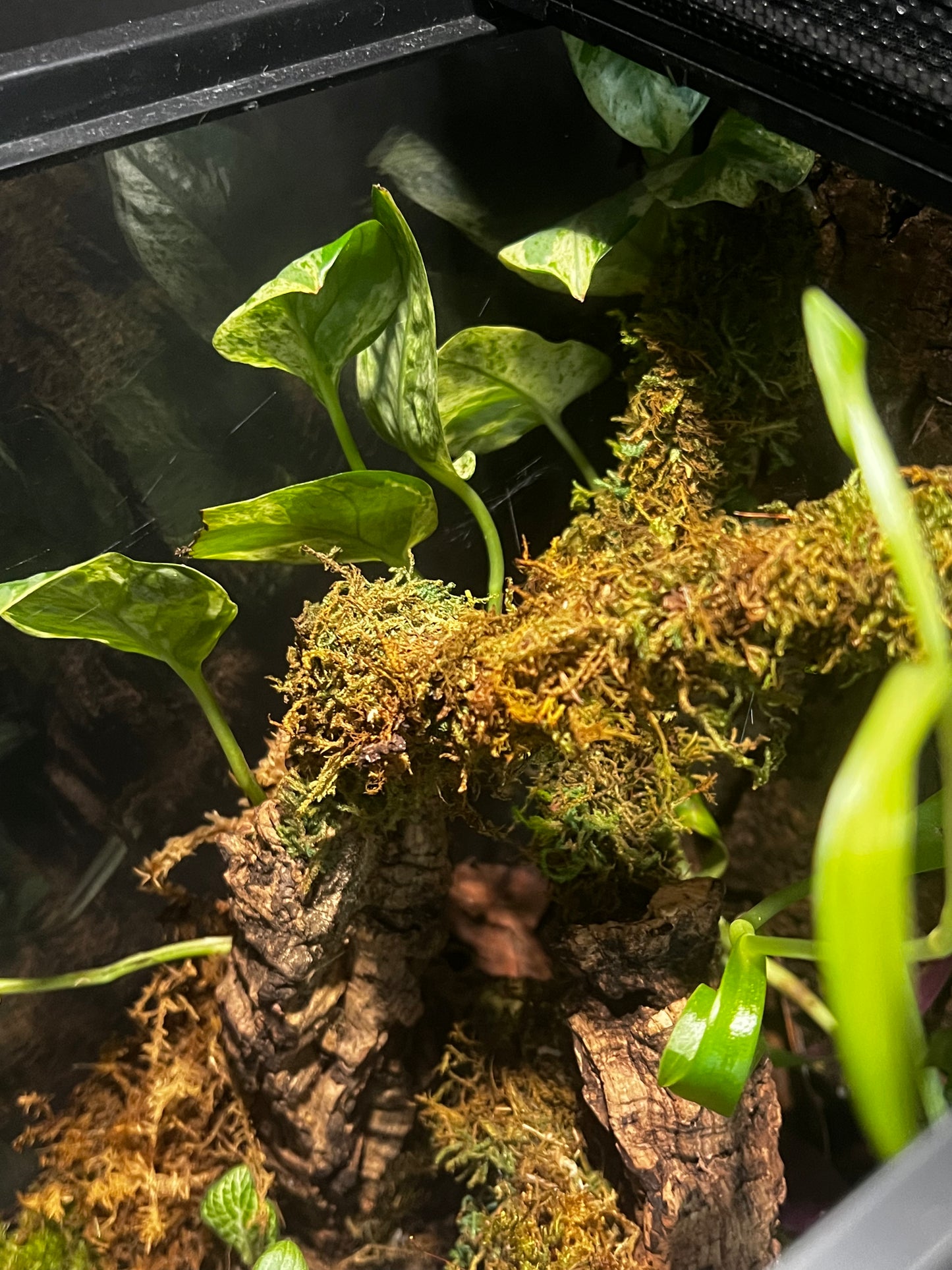 Terrarium Habitat 361