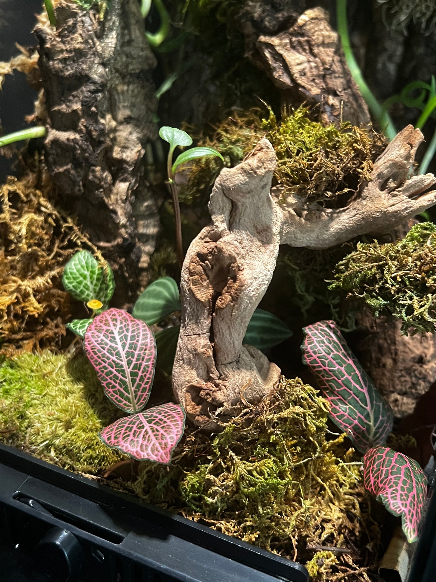Terrarium Habitat 361