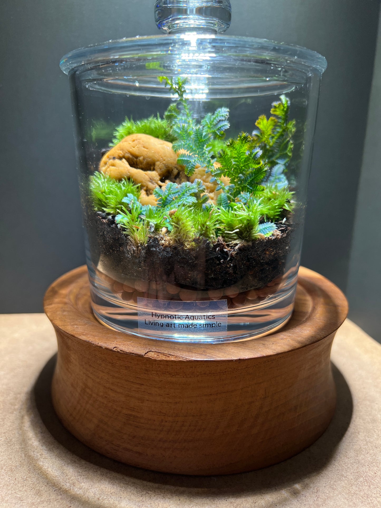 Terrarium 367