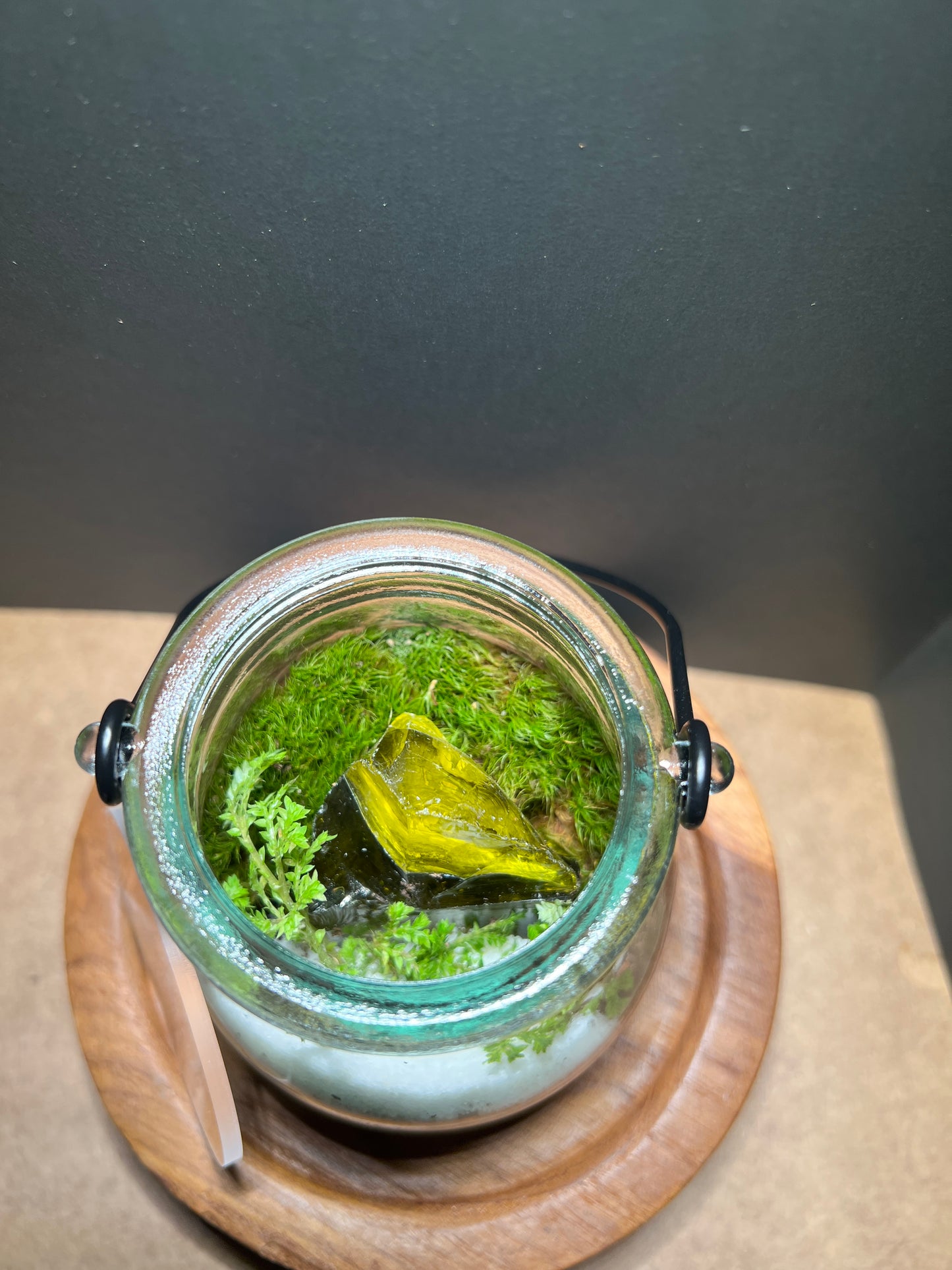 Terrarium 368