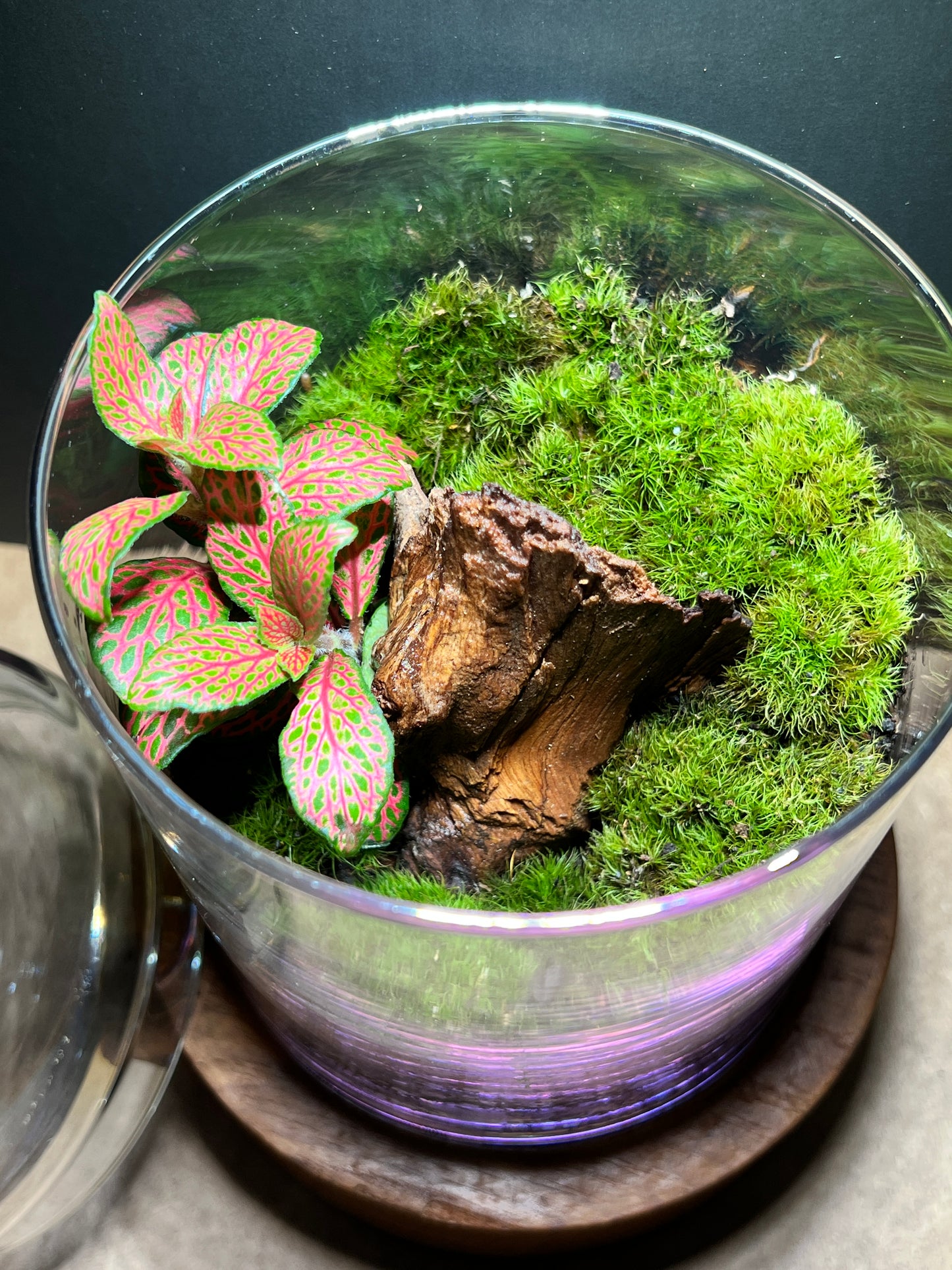 Terrarium 369