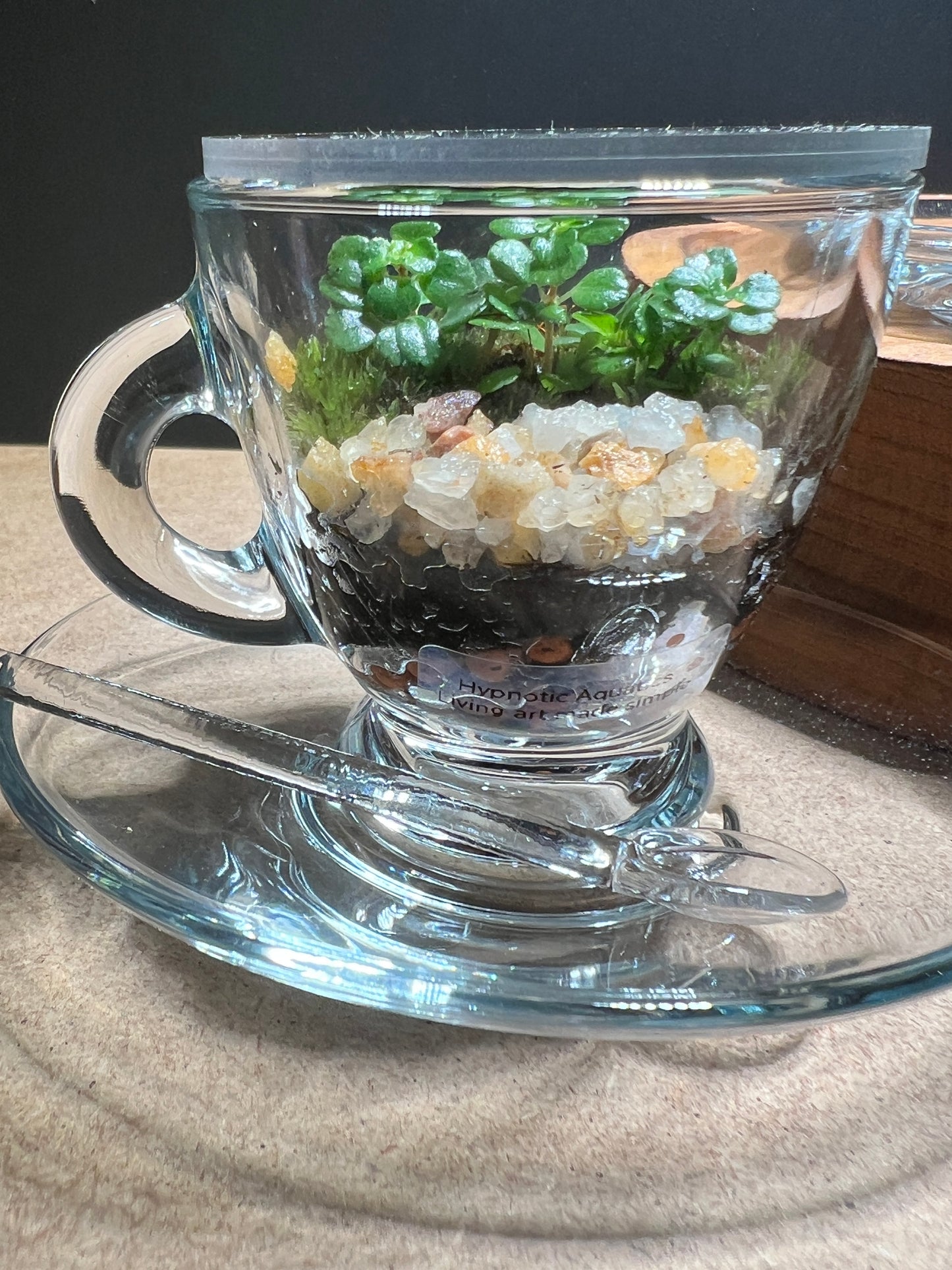 Terrarium(s) 371 A Set