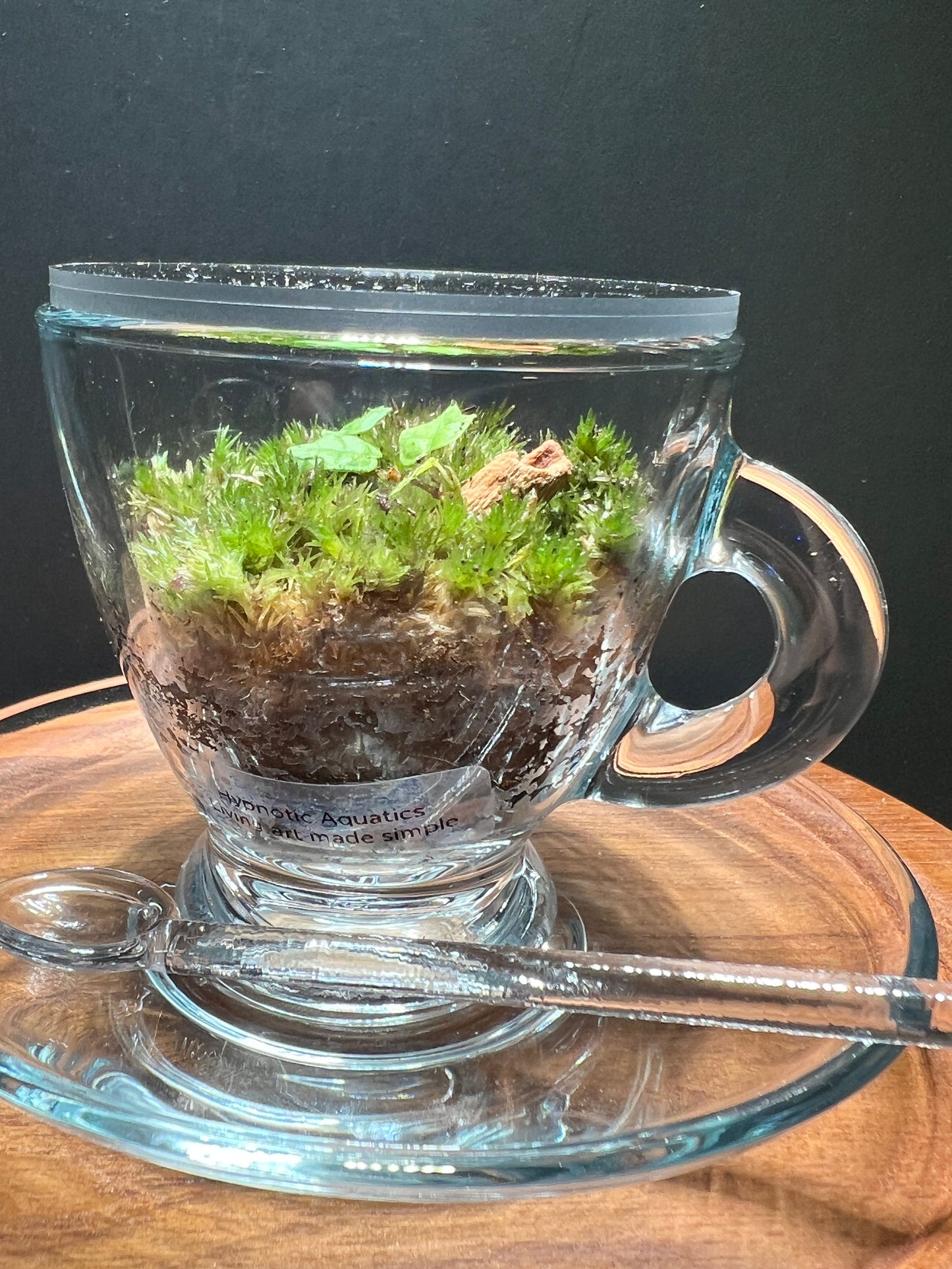 Terrarium(s) 371 A Set