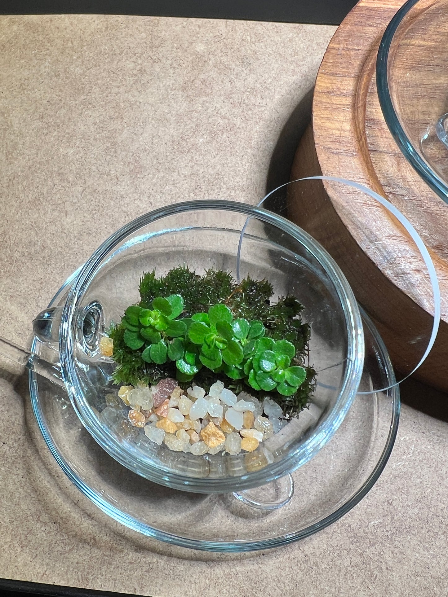 Terrarium(s) 371 A Set