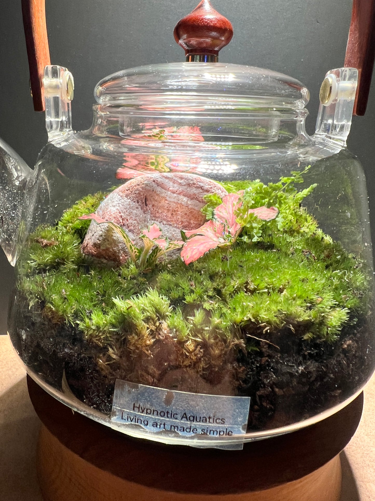 Terrarium 372