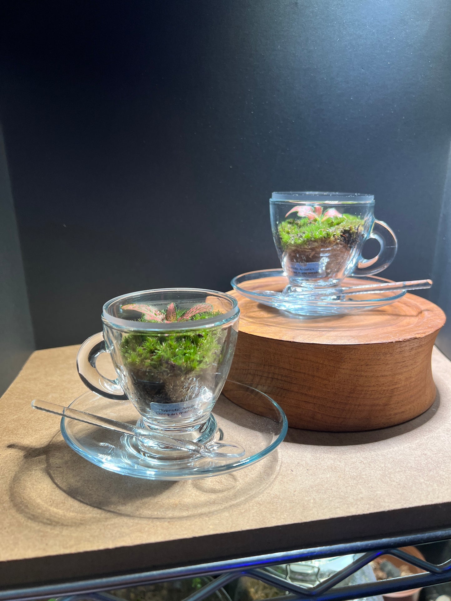 Terrarium(s) 373 A Set