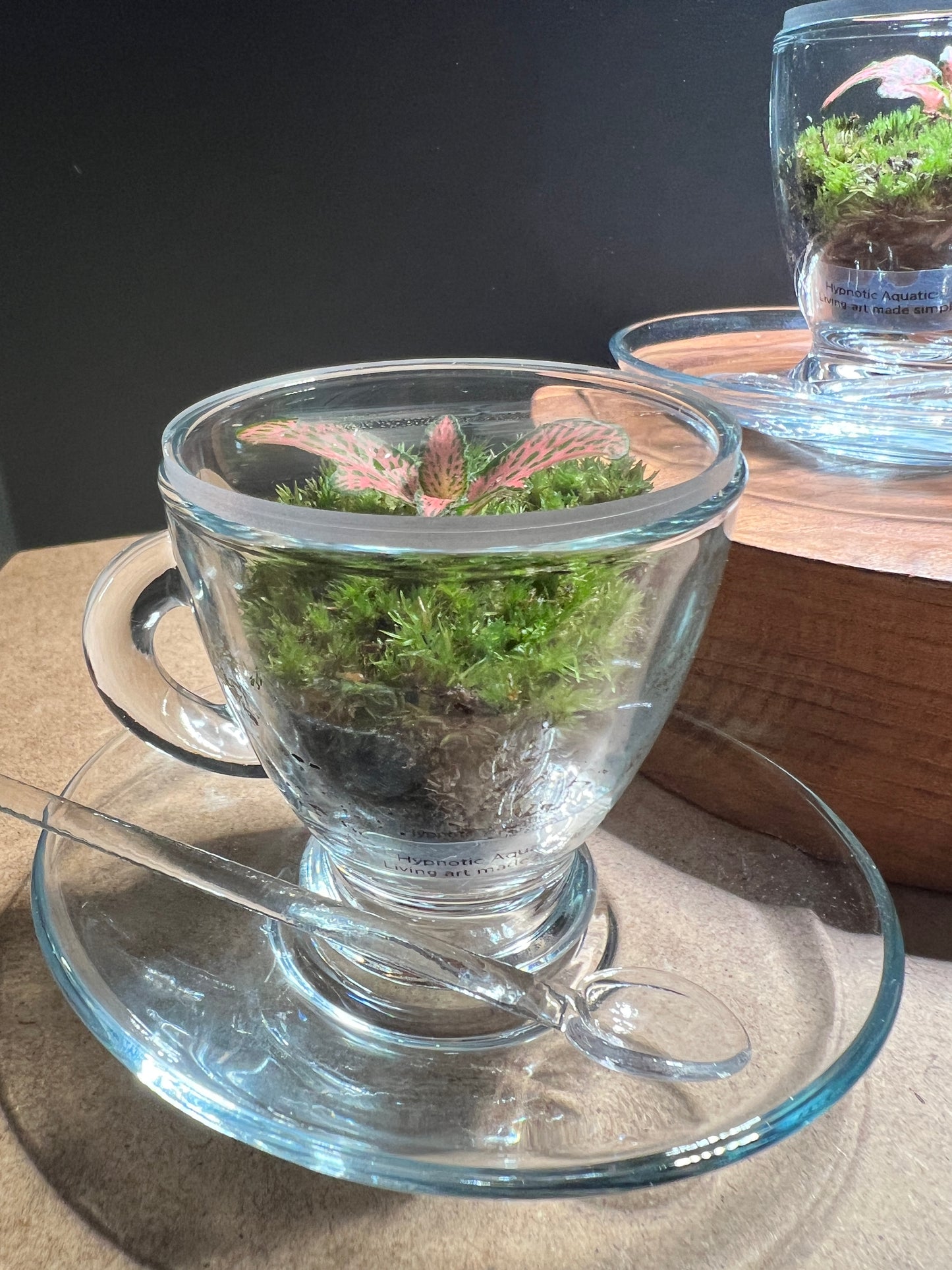 Terrarium(s) 373 A Set