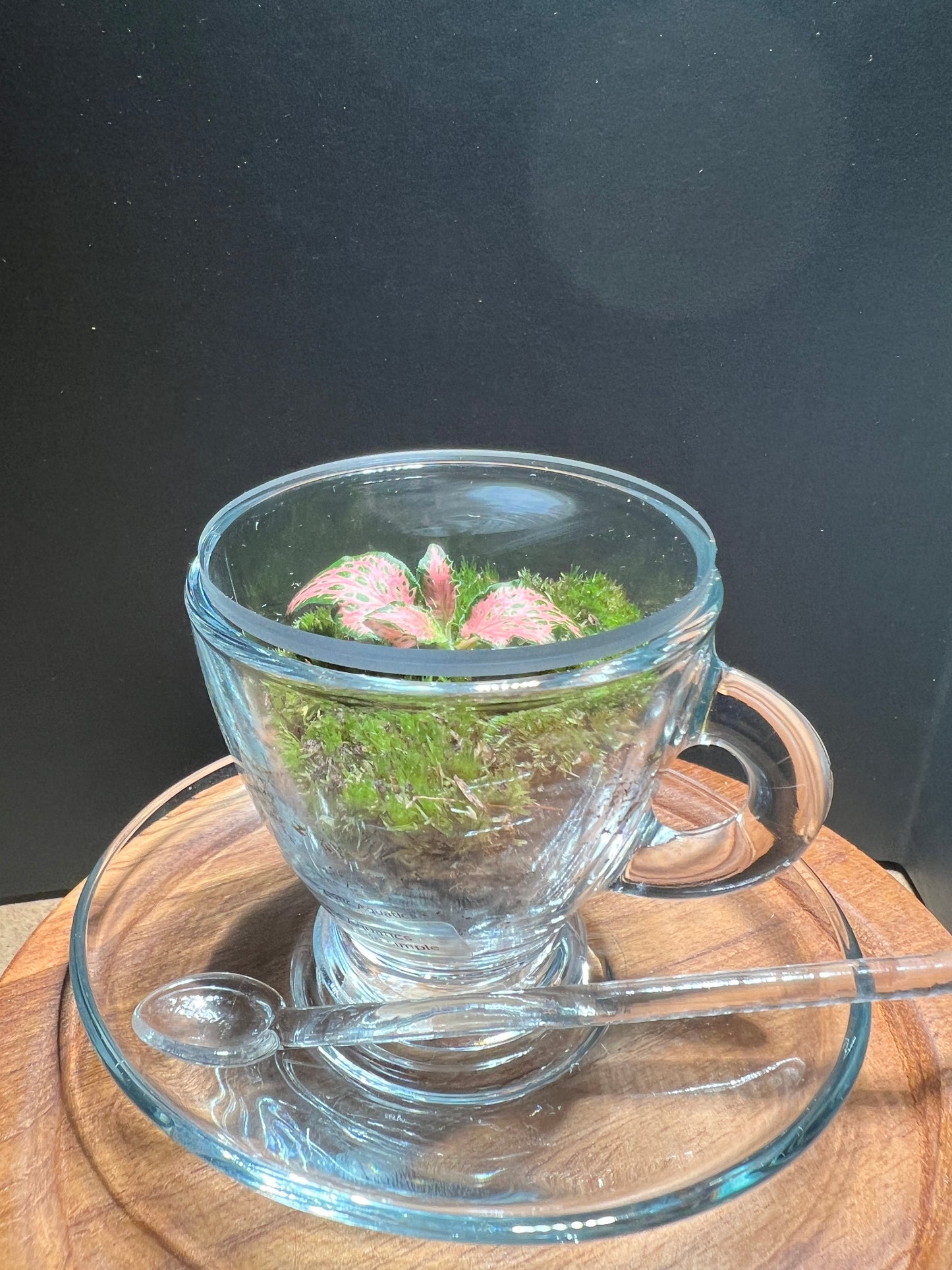 Terrarium(s) 373 A Set