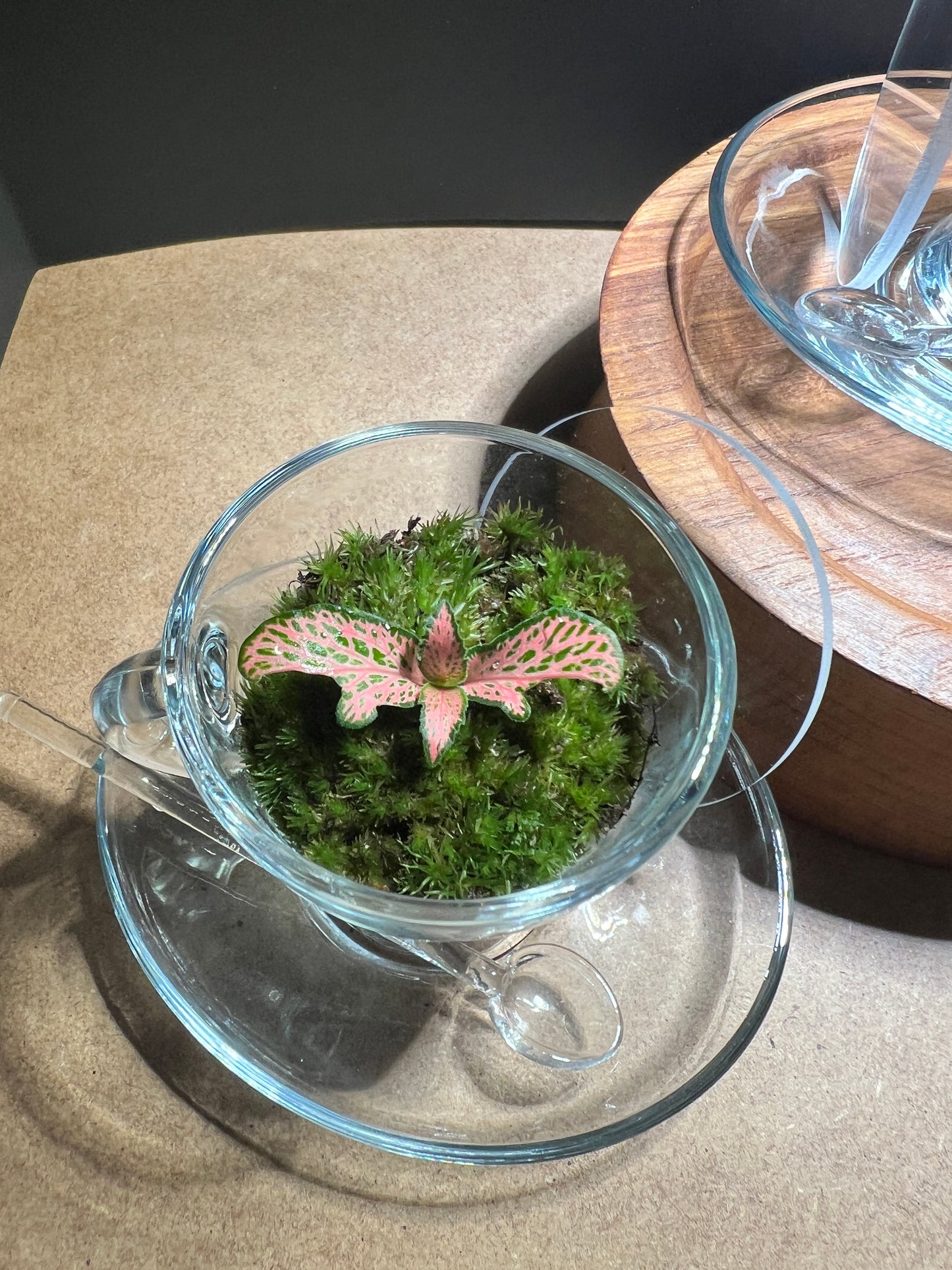 Terrarium(s) 373 A Set