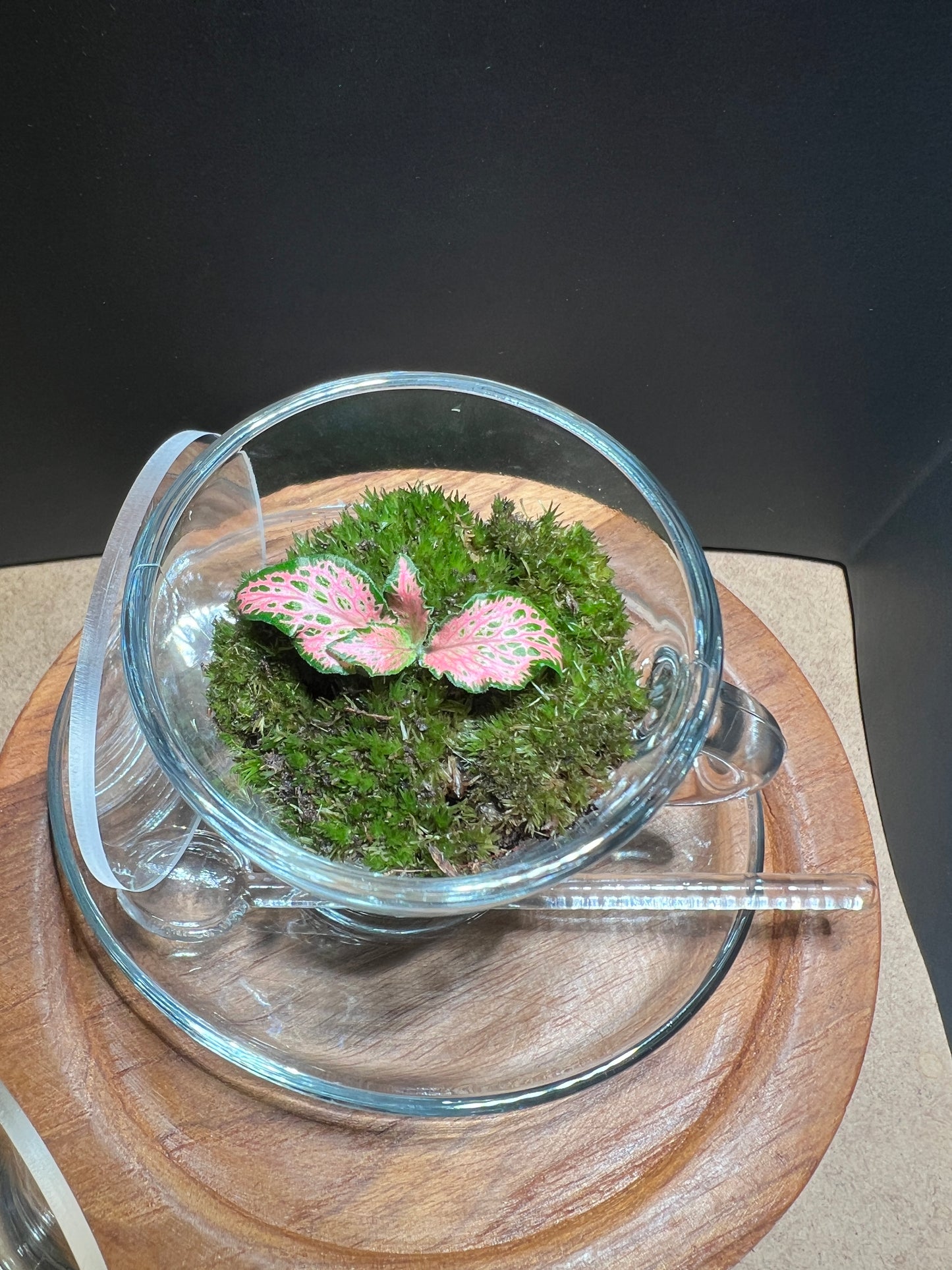 Terrarium(s) 373 A Set