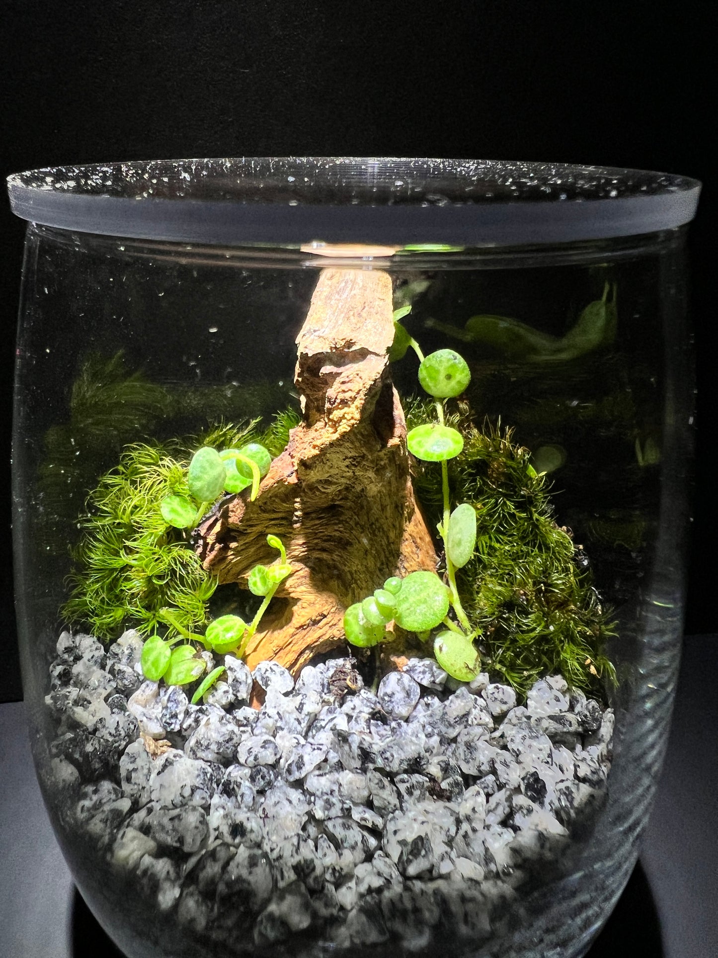 Terrarium 374